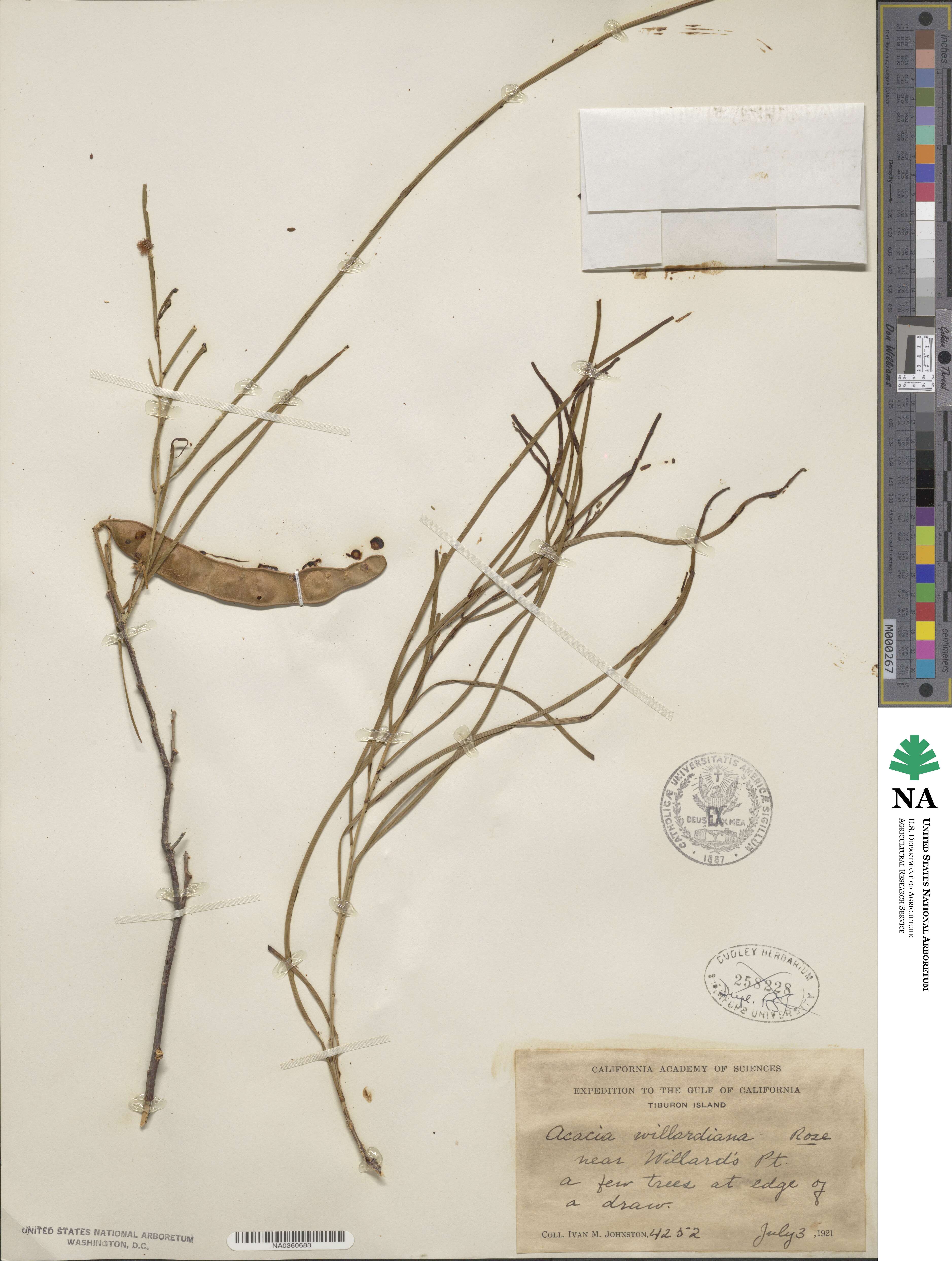 Mariosousa heterophylla image