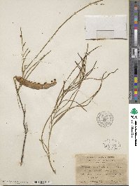 Mariosousa heterophylla image