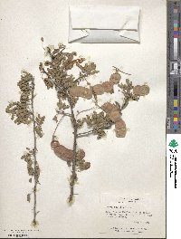 Senegalia wrightii image