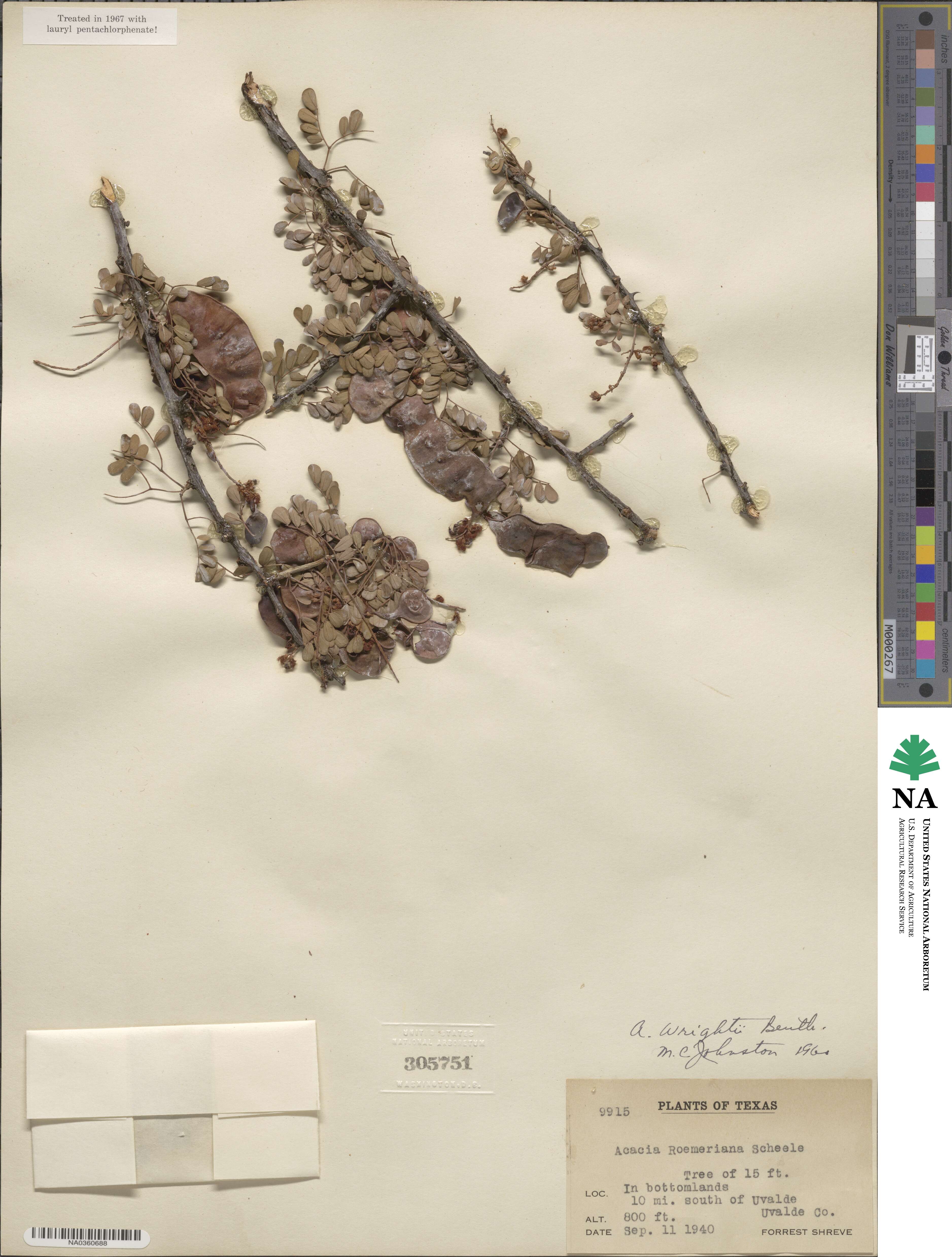 Senegalia wrightii image