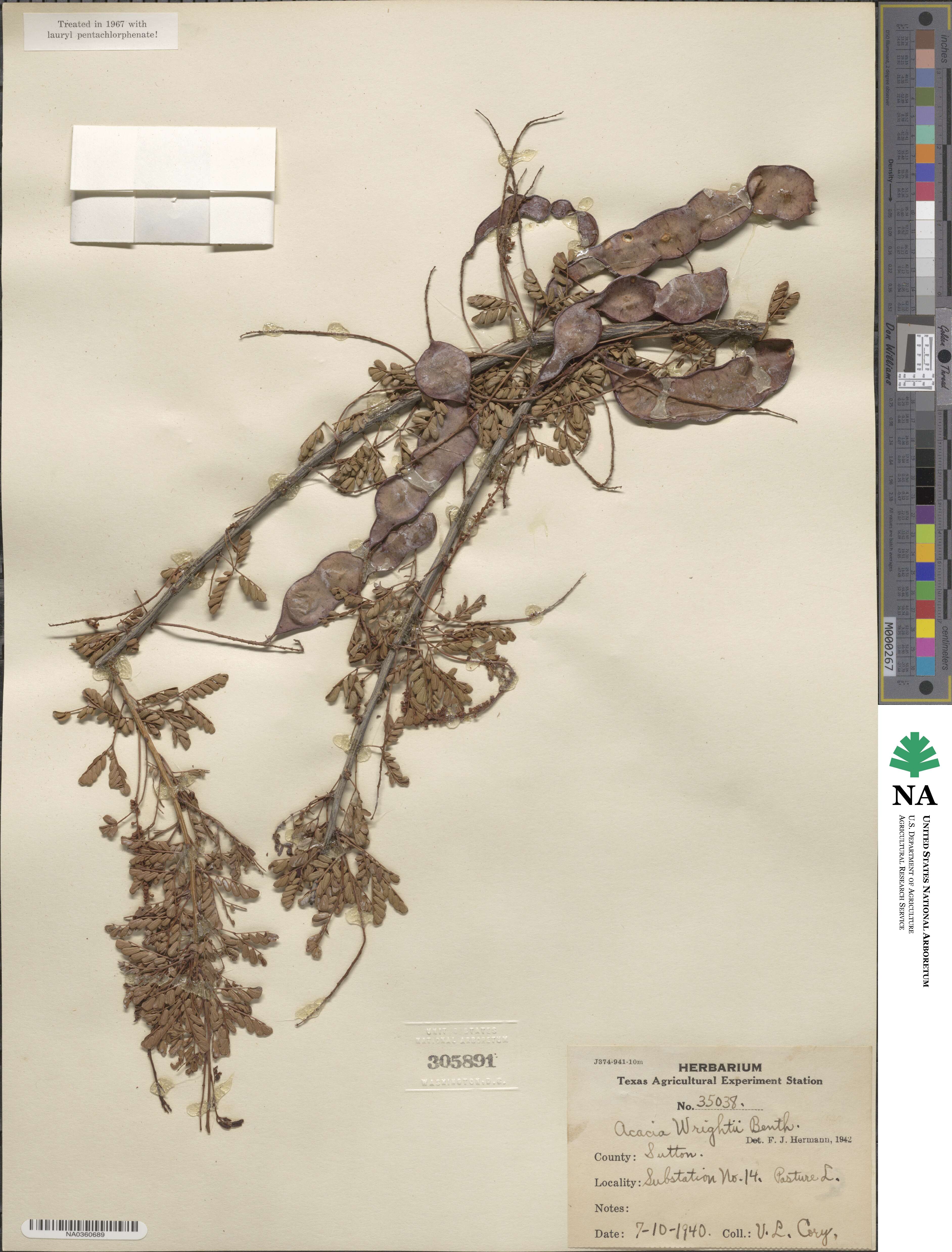 Senegalia wrightii image