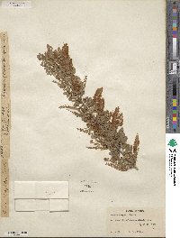 Senegalia wrightii image