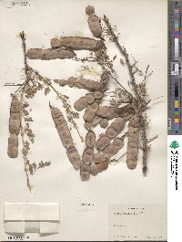 Senegalia wrightii image