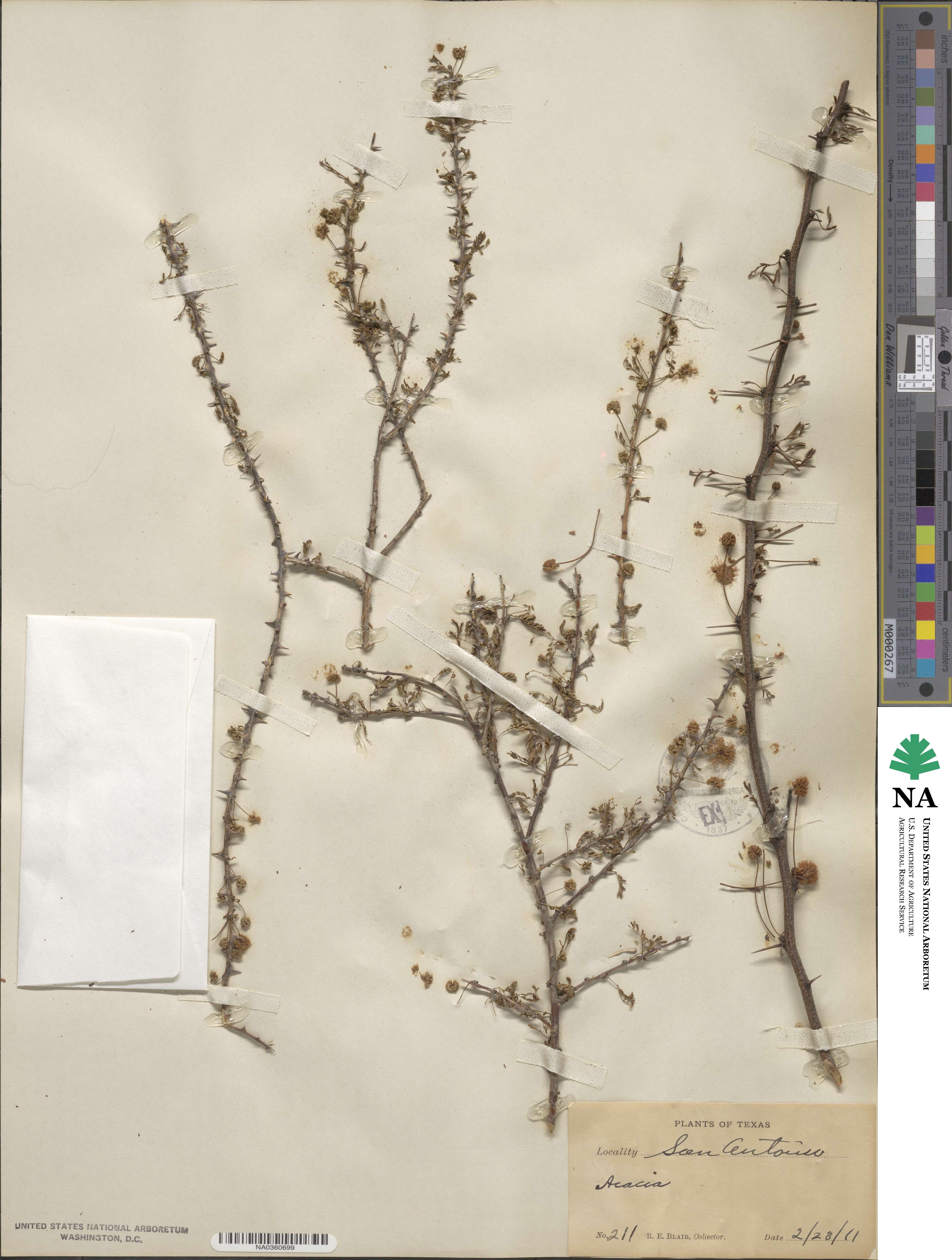 Acacia image
