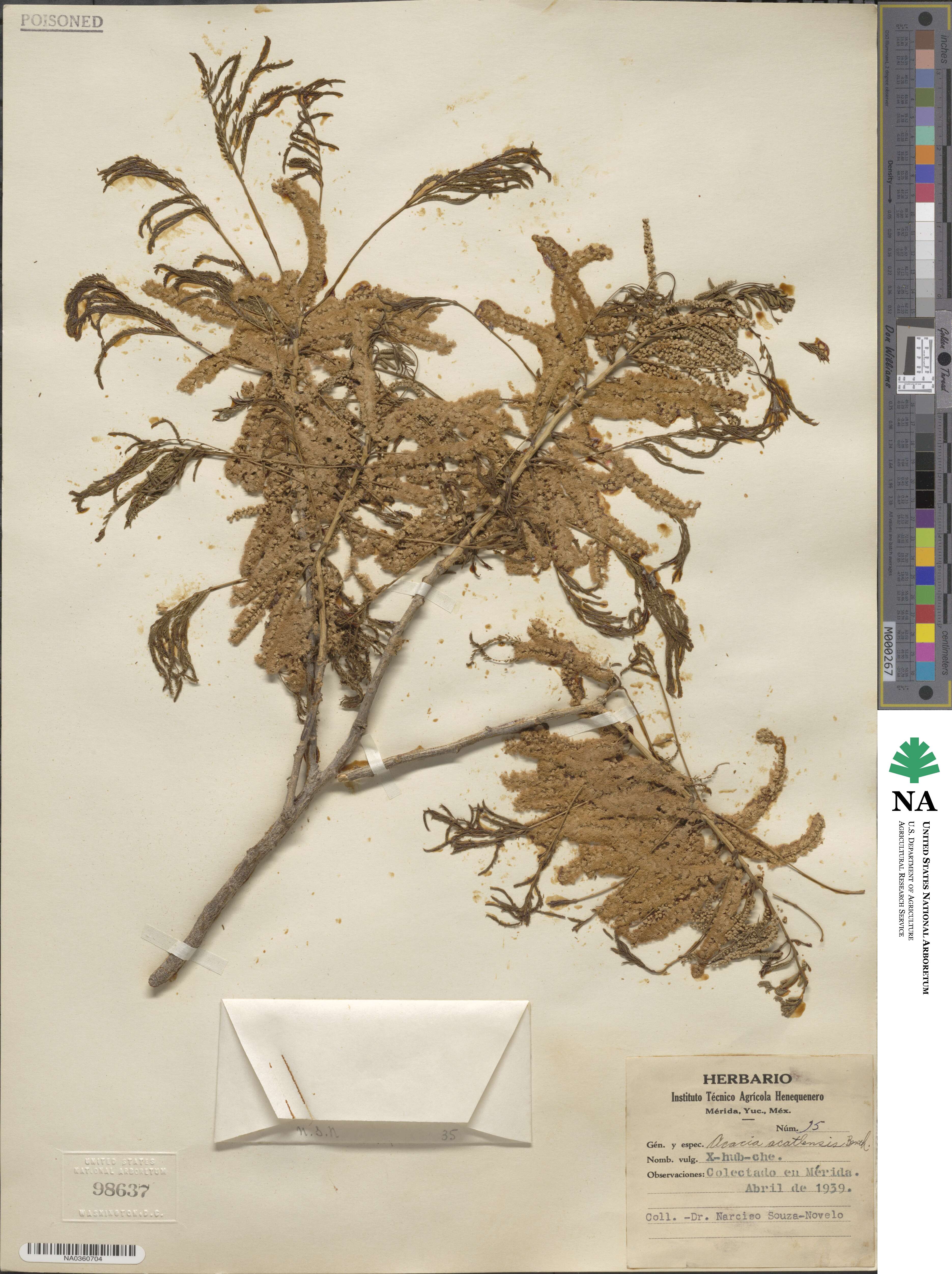 Mariosousa acatlensis image