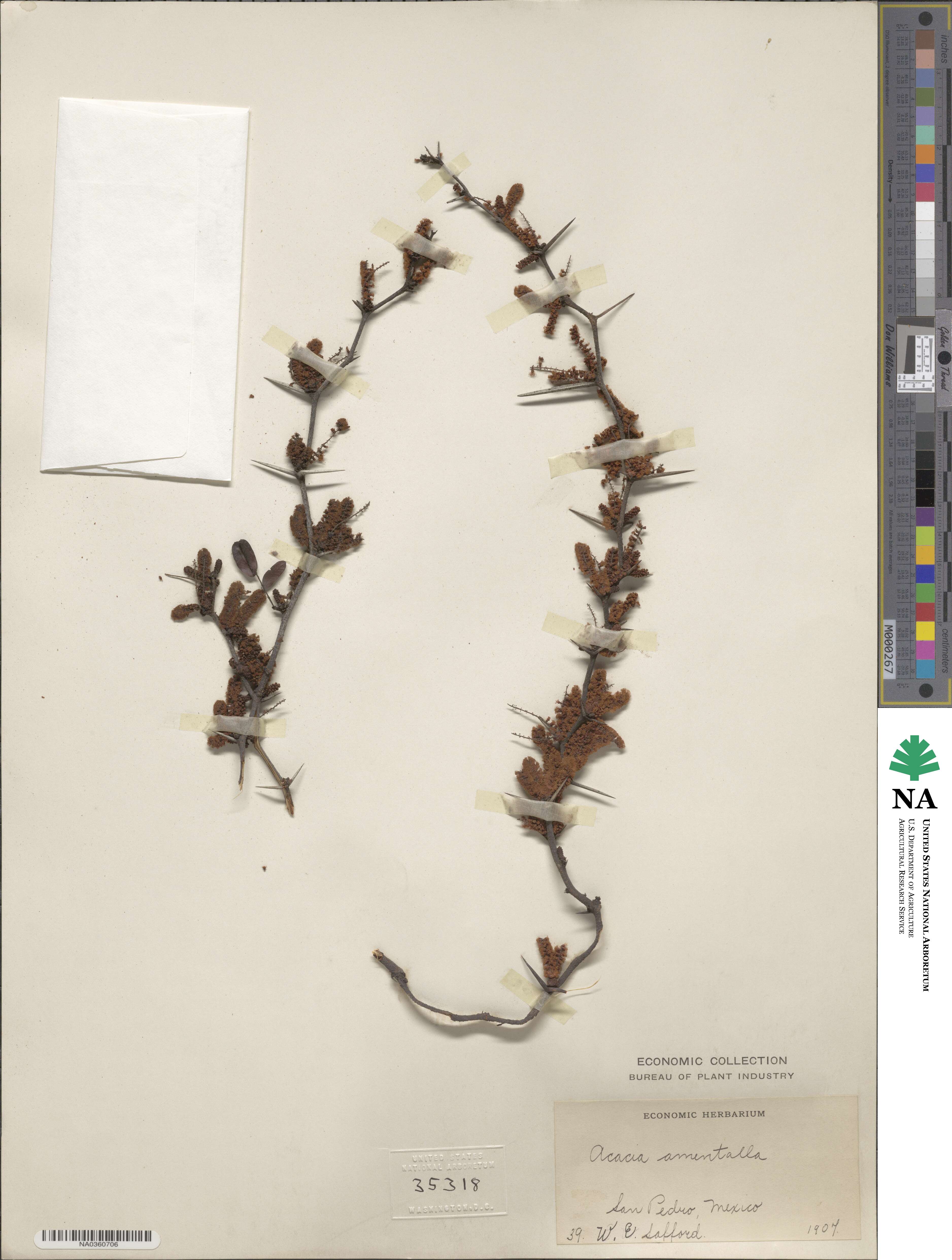Vachellia rigidula image