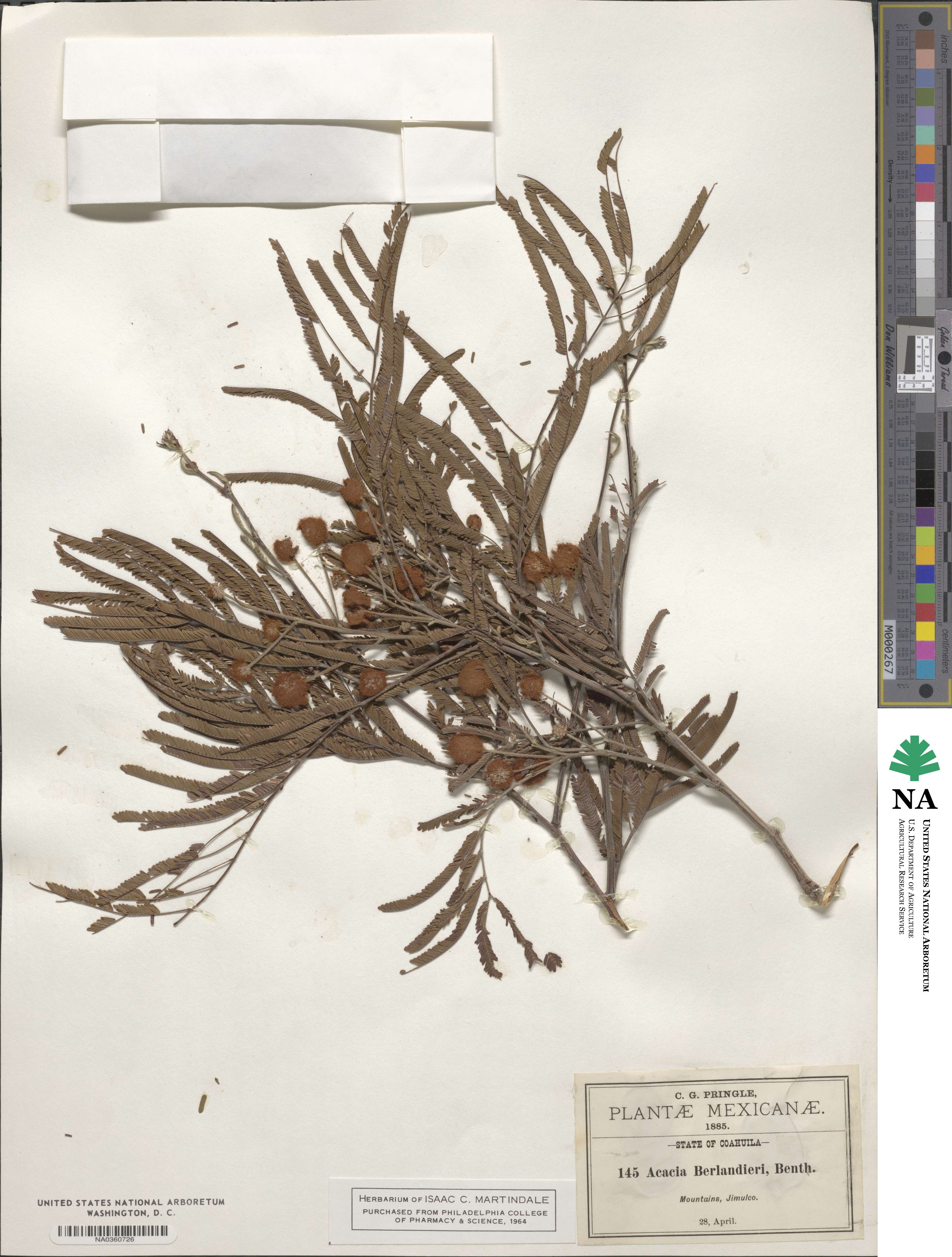 Senegalia berlandieri image
