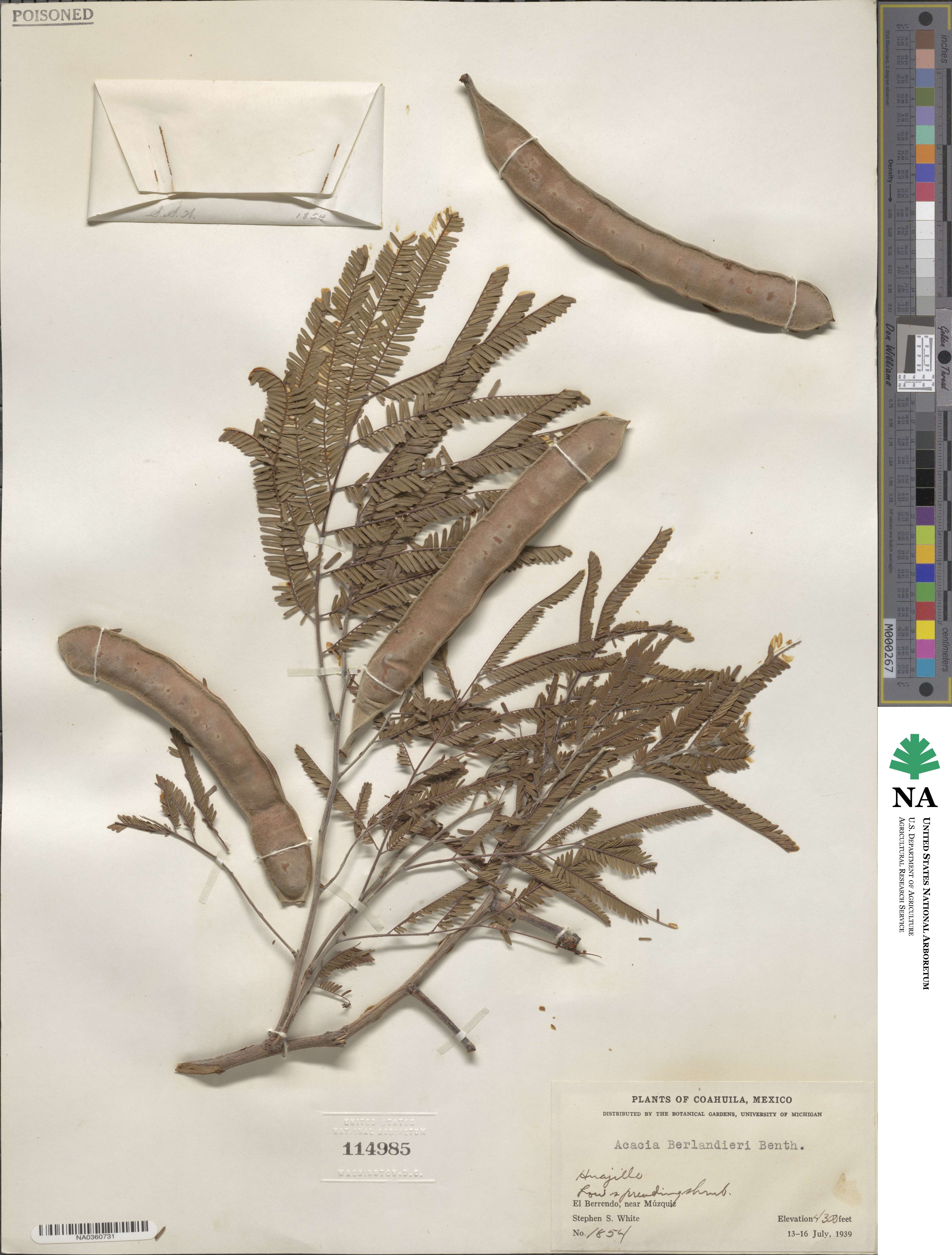 Senegalia berlandieri image
