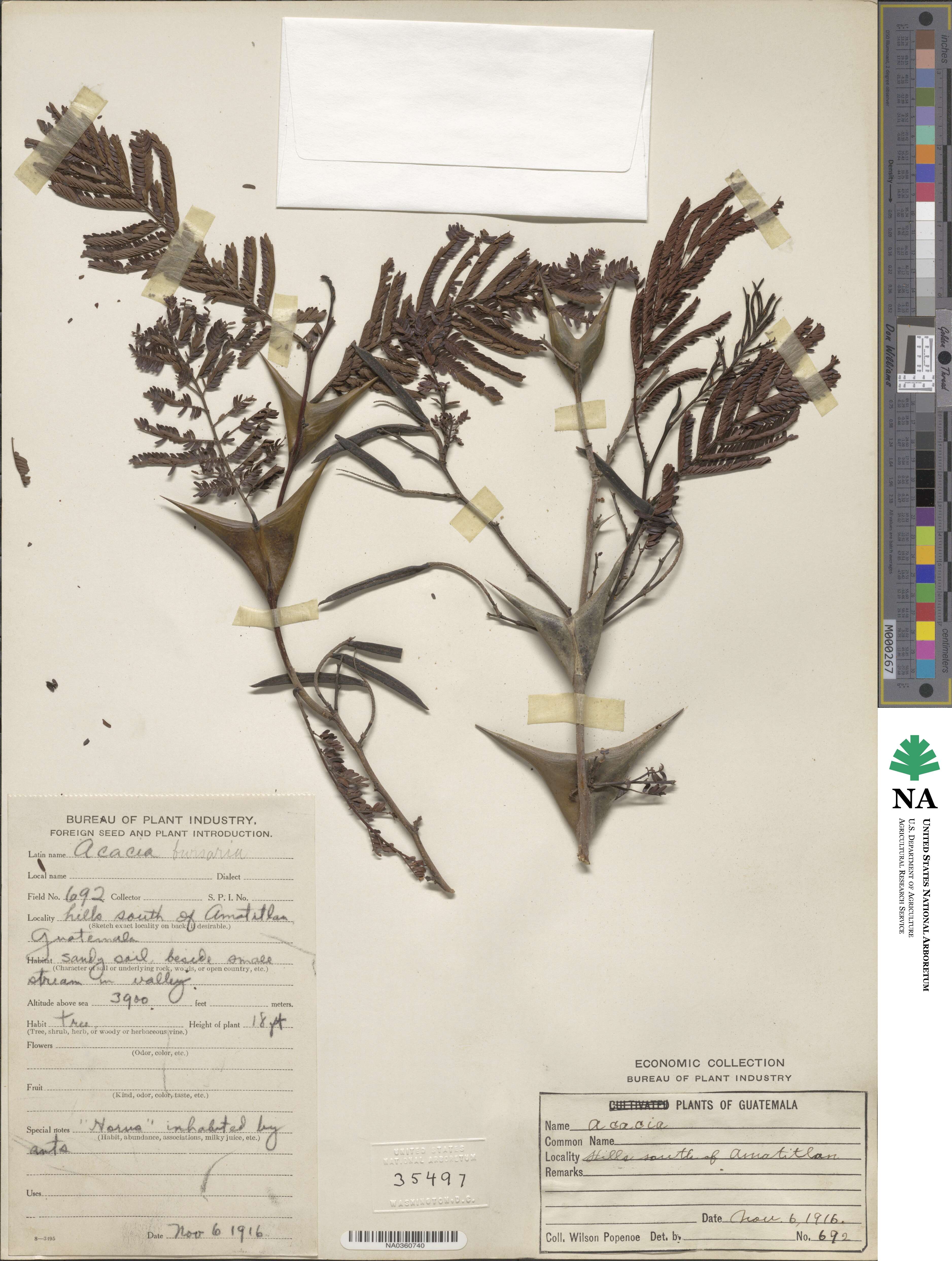 Vachellia hindsii image