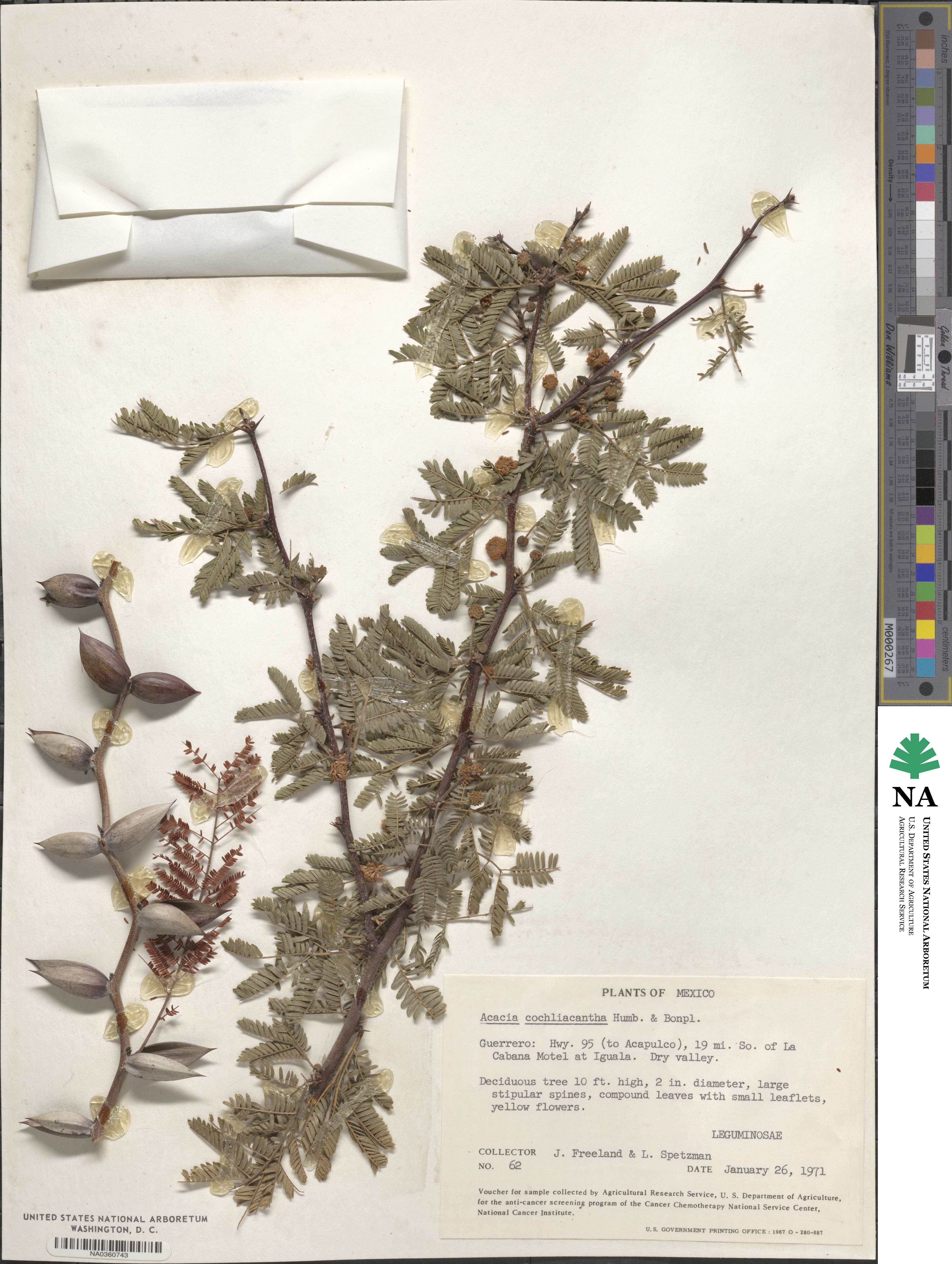 Vachellia campeachiana image