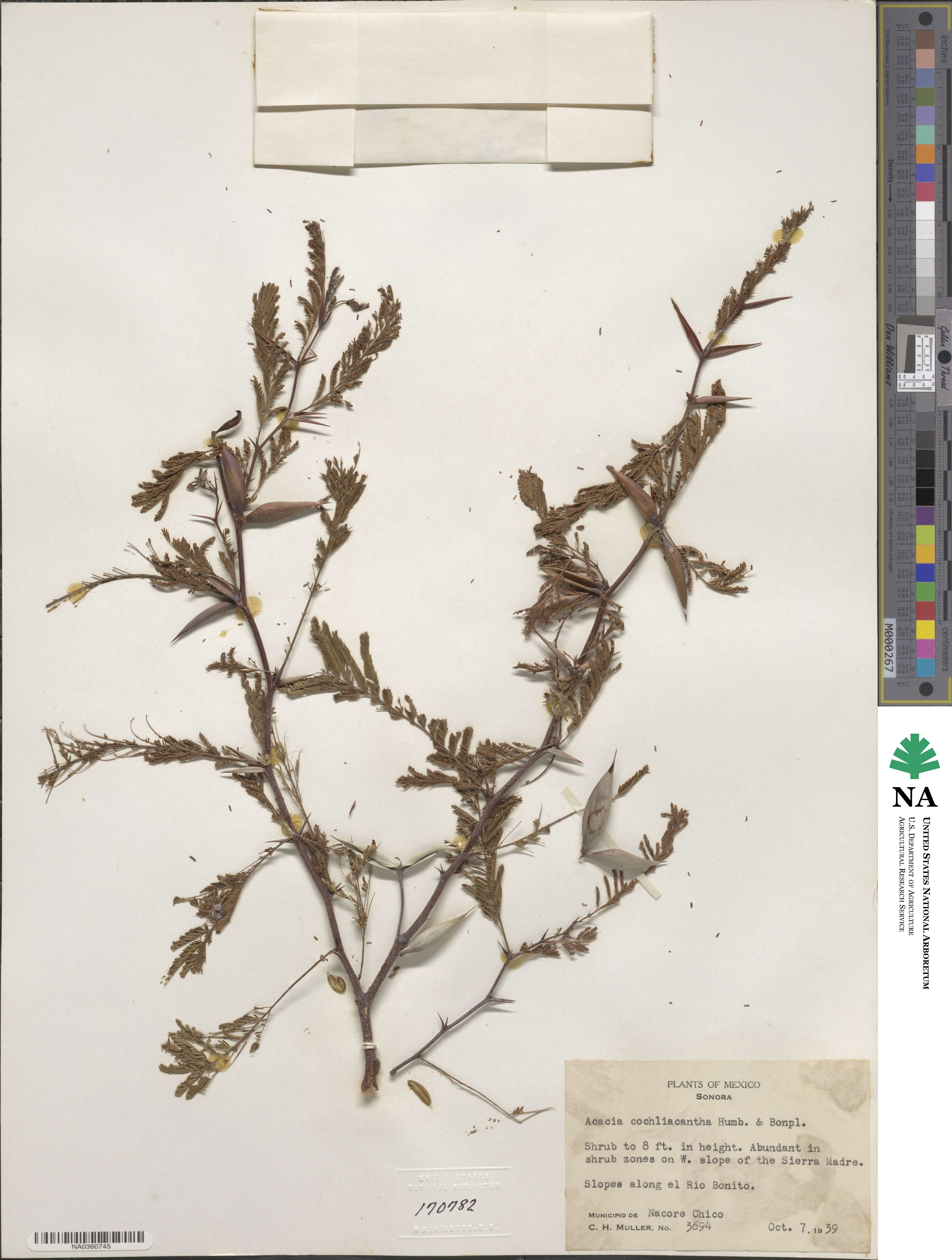 Vachellia campeachiana image