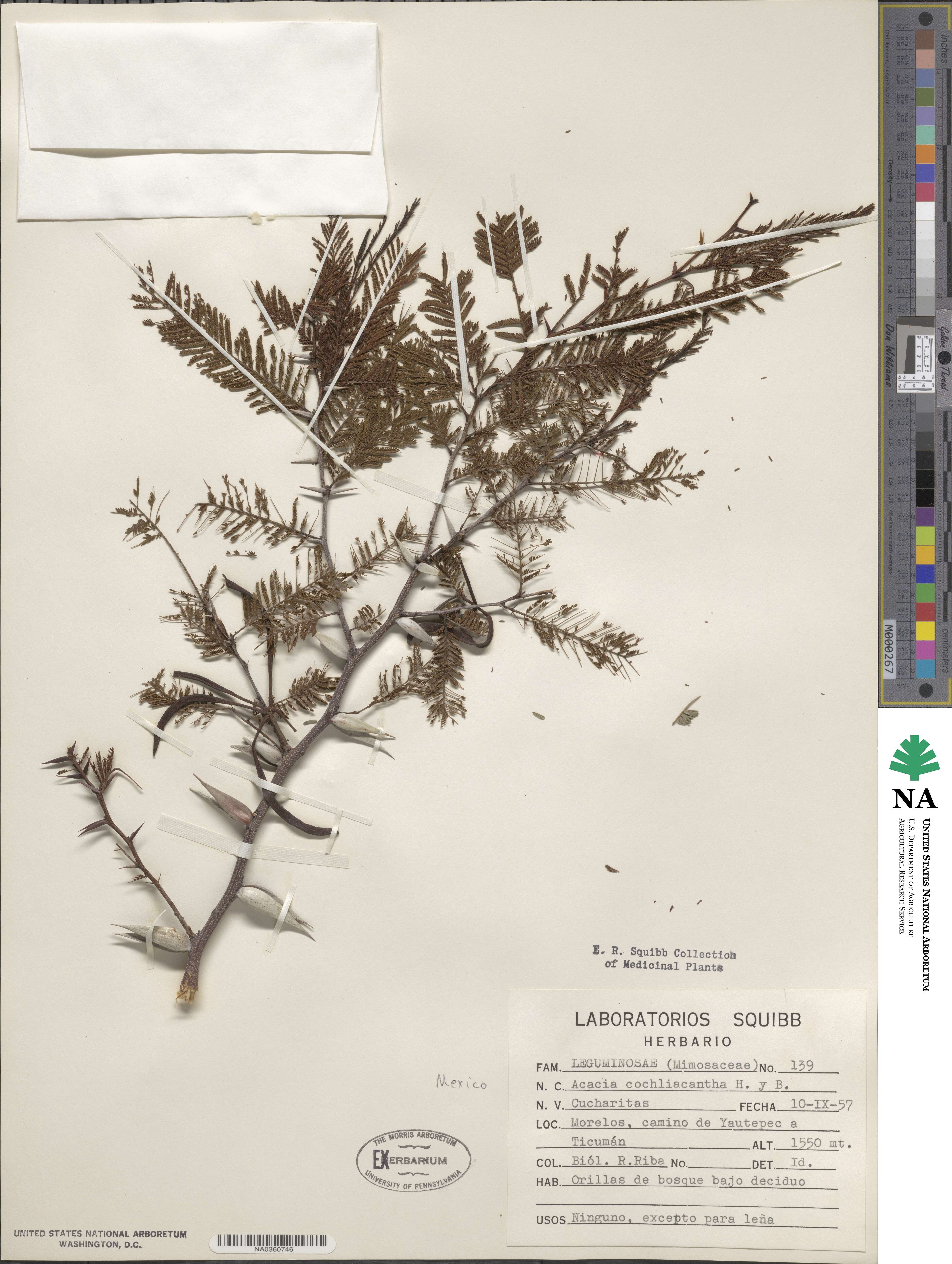 Vachellia campeachiana image
