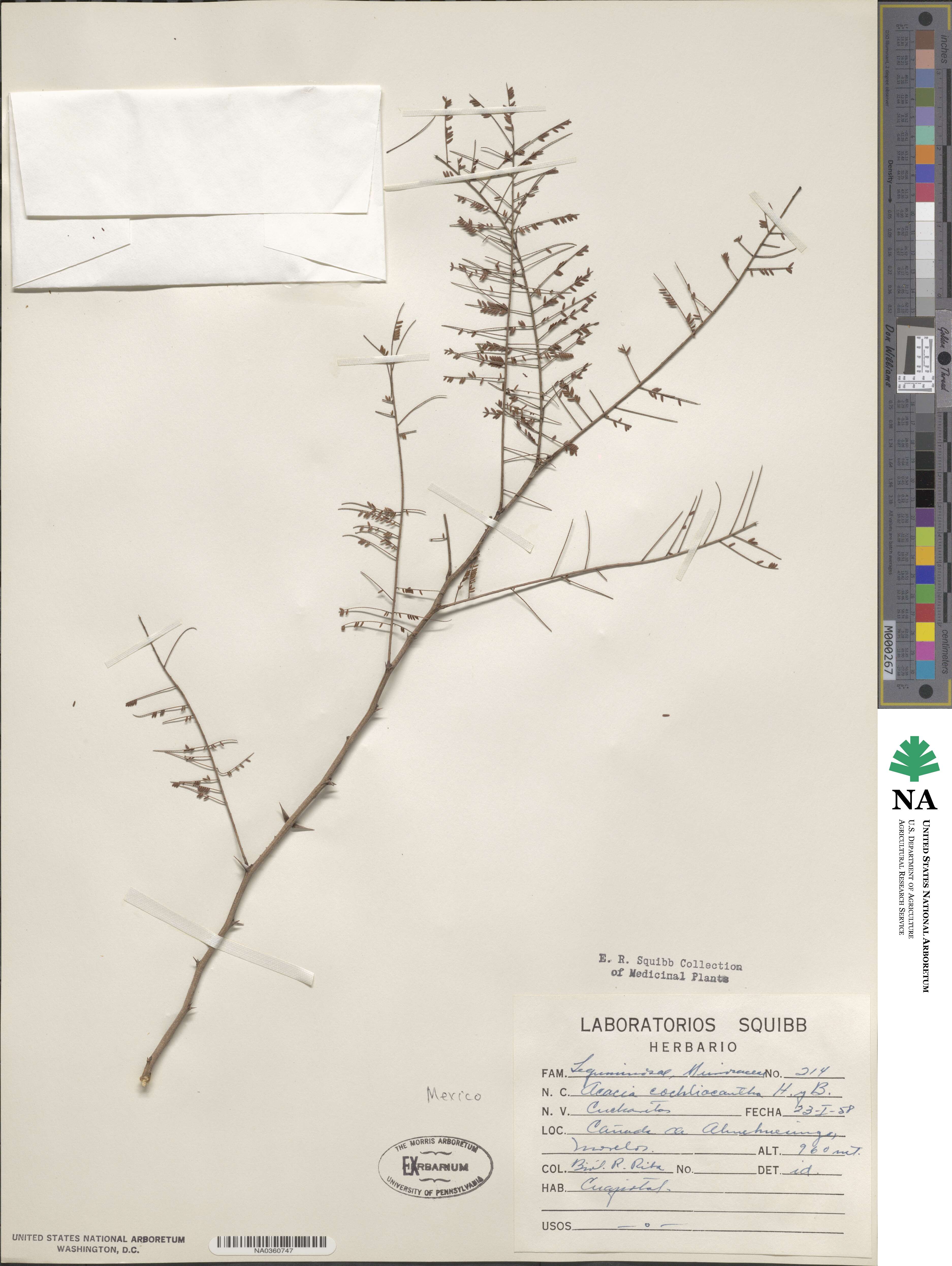 Vachellia campeachiana image
