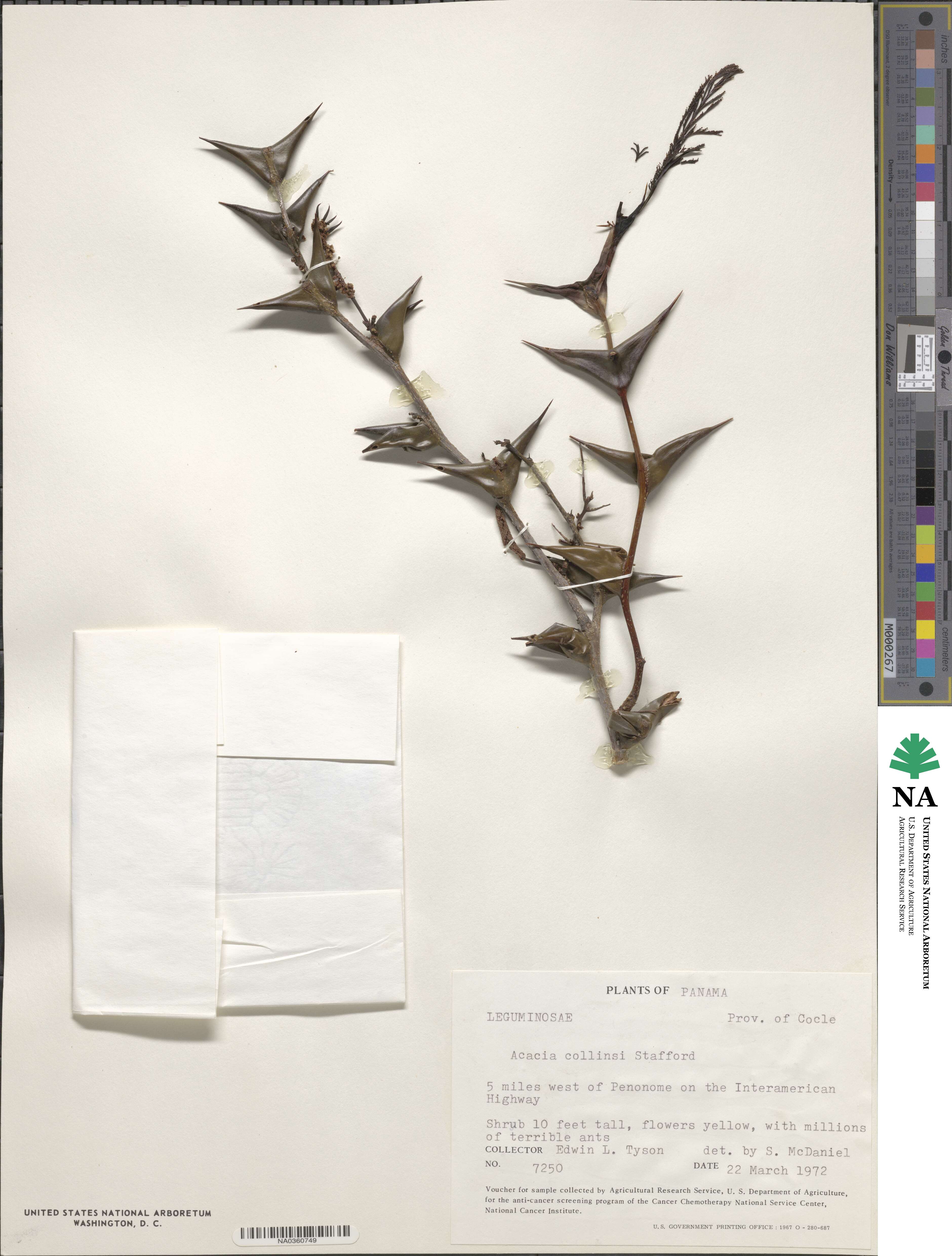 Vachellia collinsii image