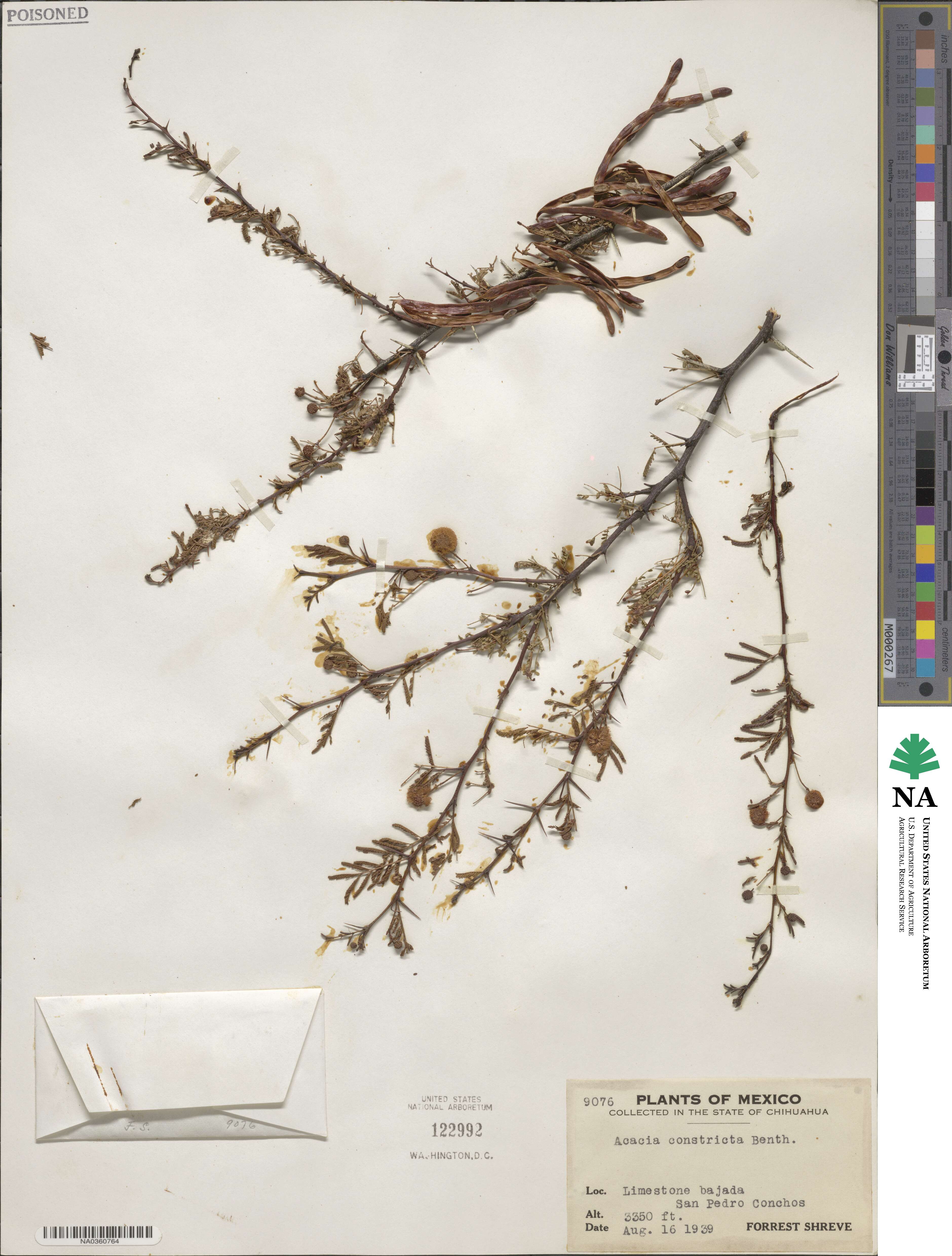 Vachellia constricta image