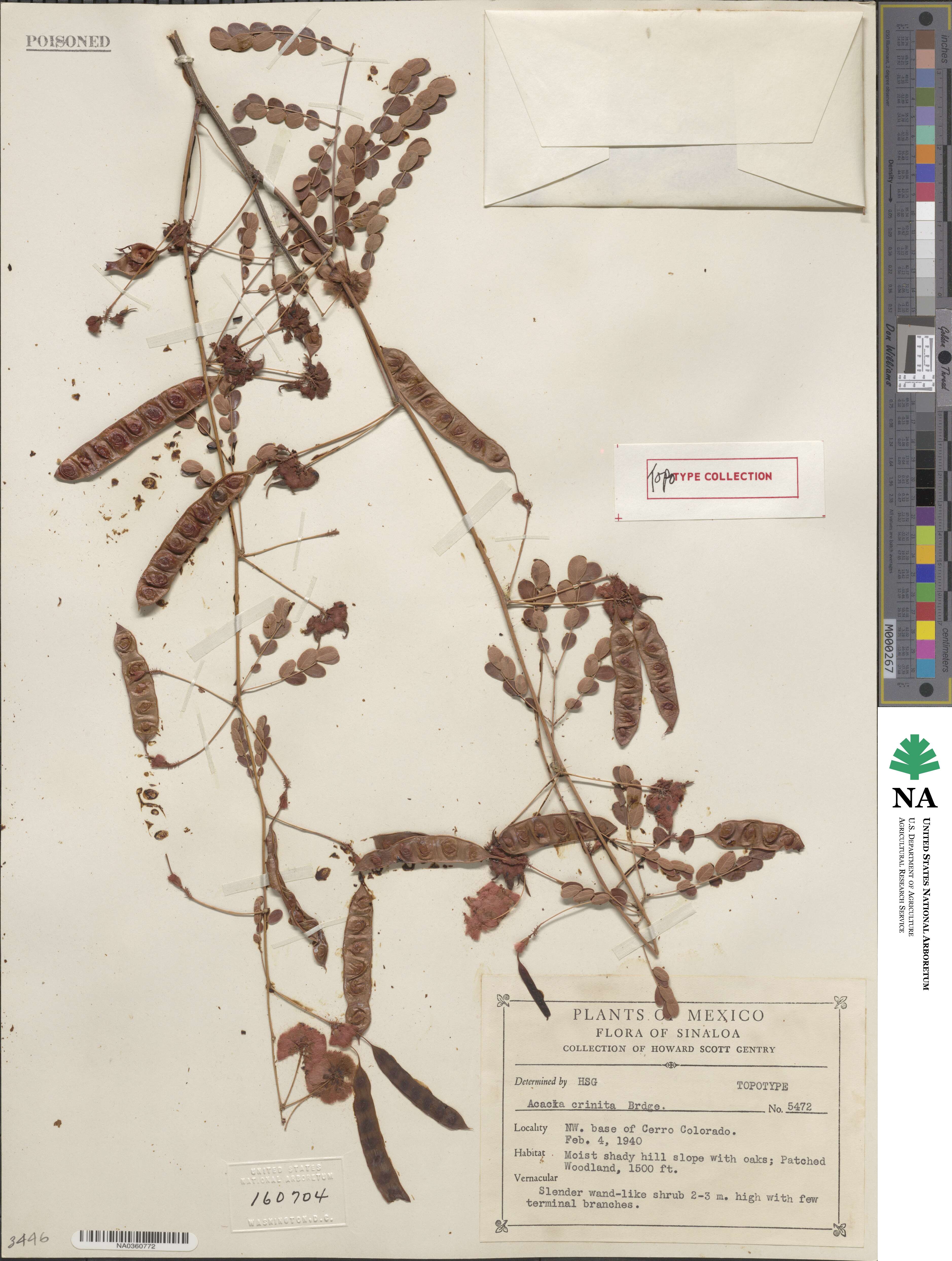 Acaciella tequilana image
