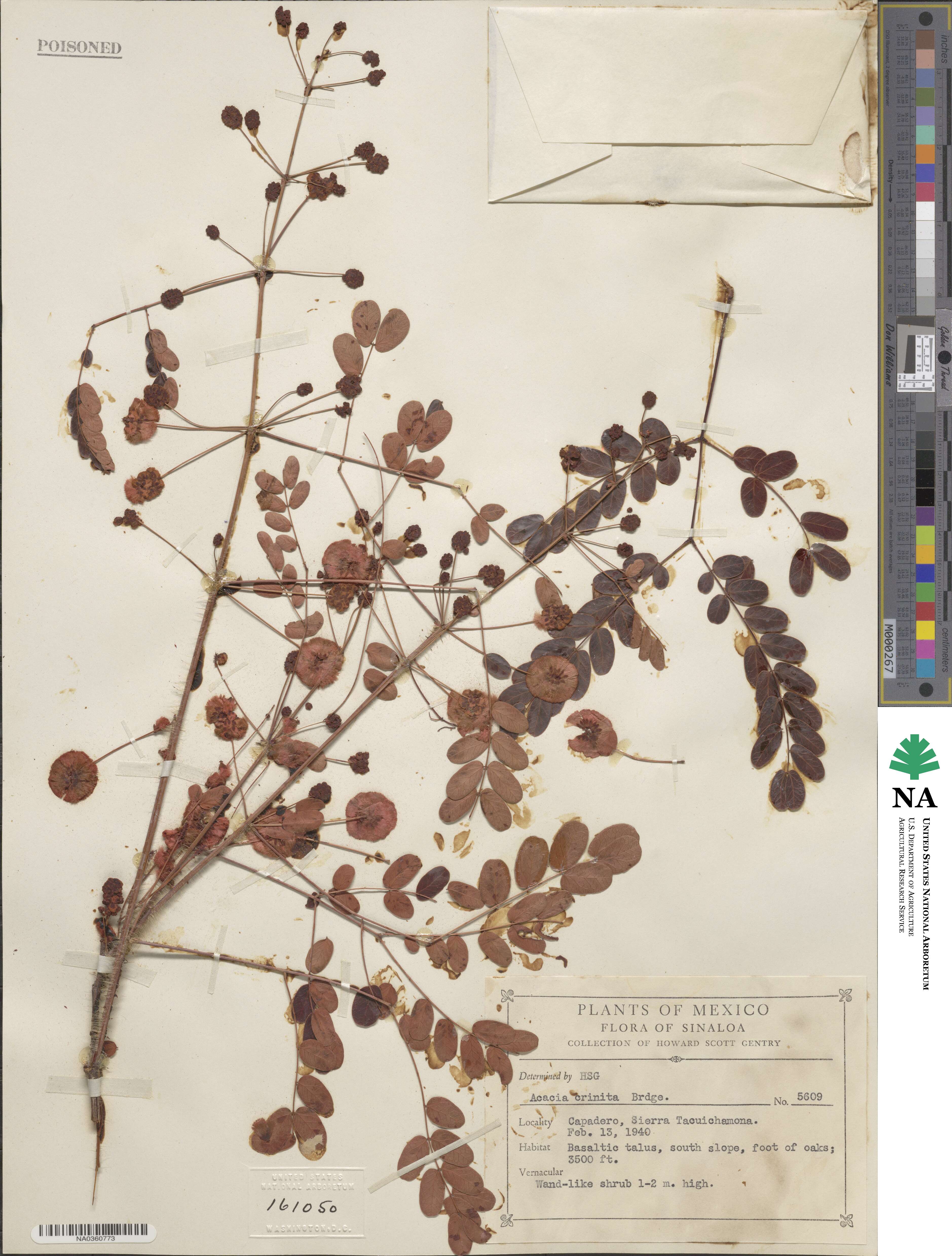 Acaciella tequilana image