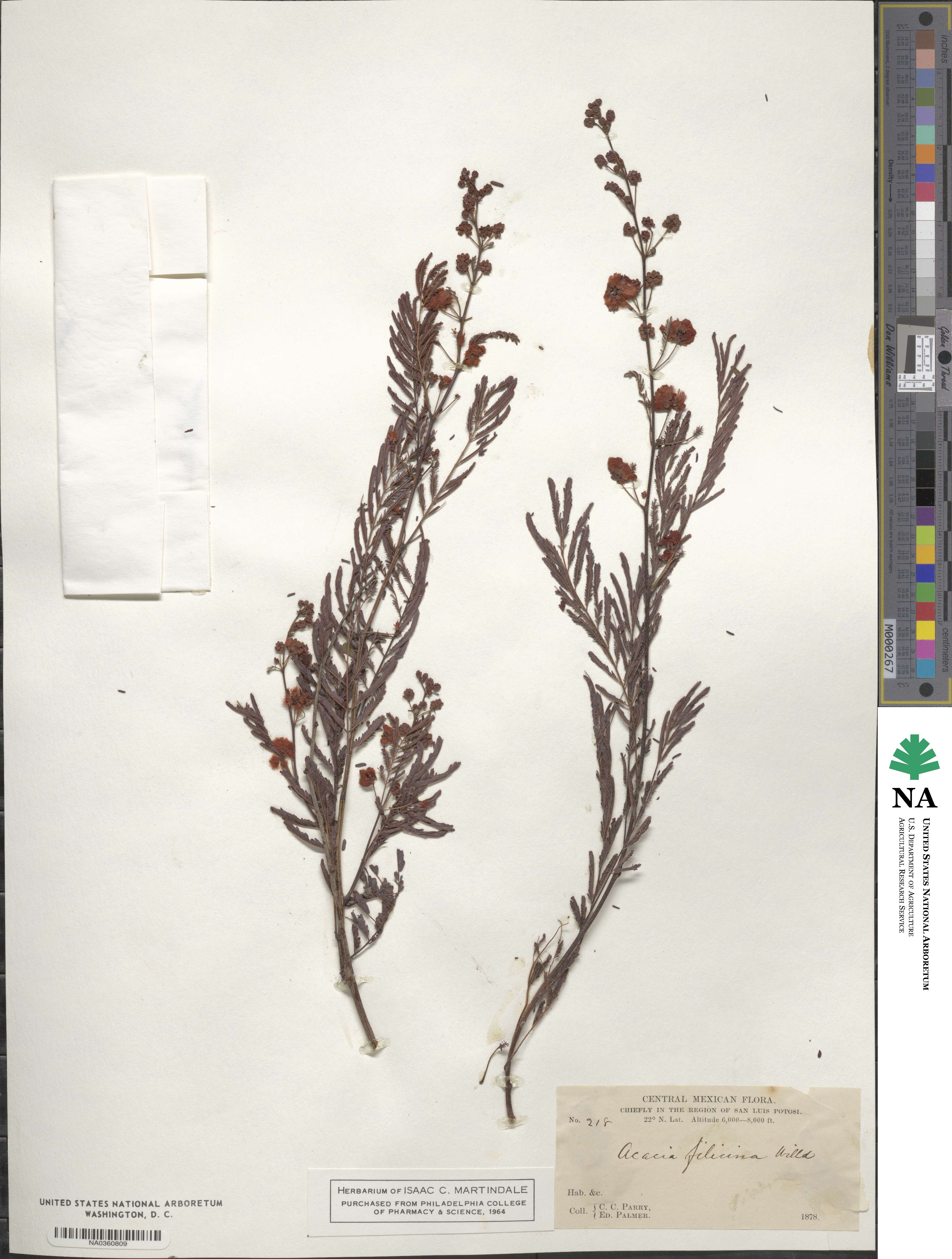 Acaciella angustissima image