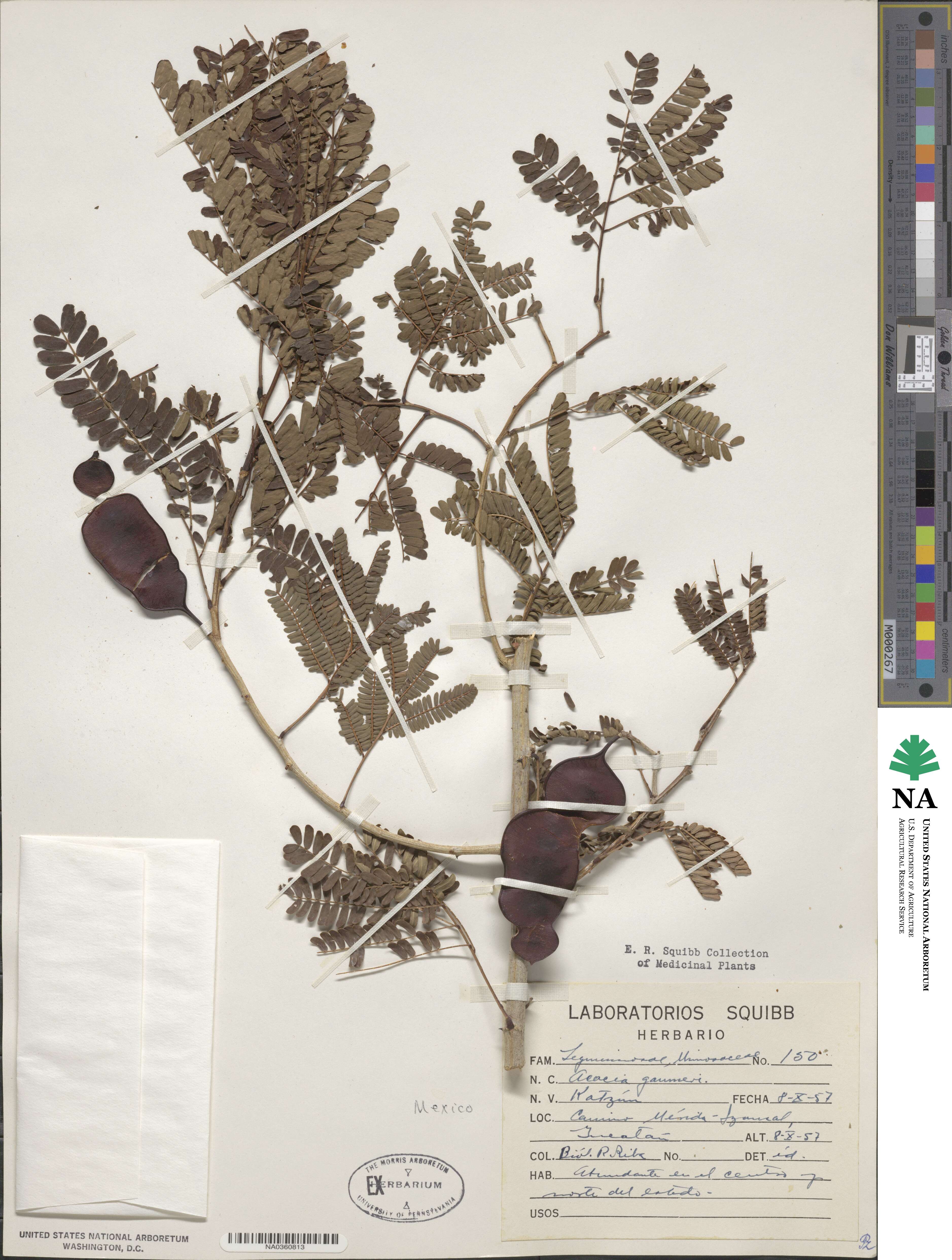 Senegalia gaumeri image