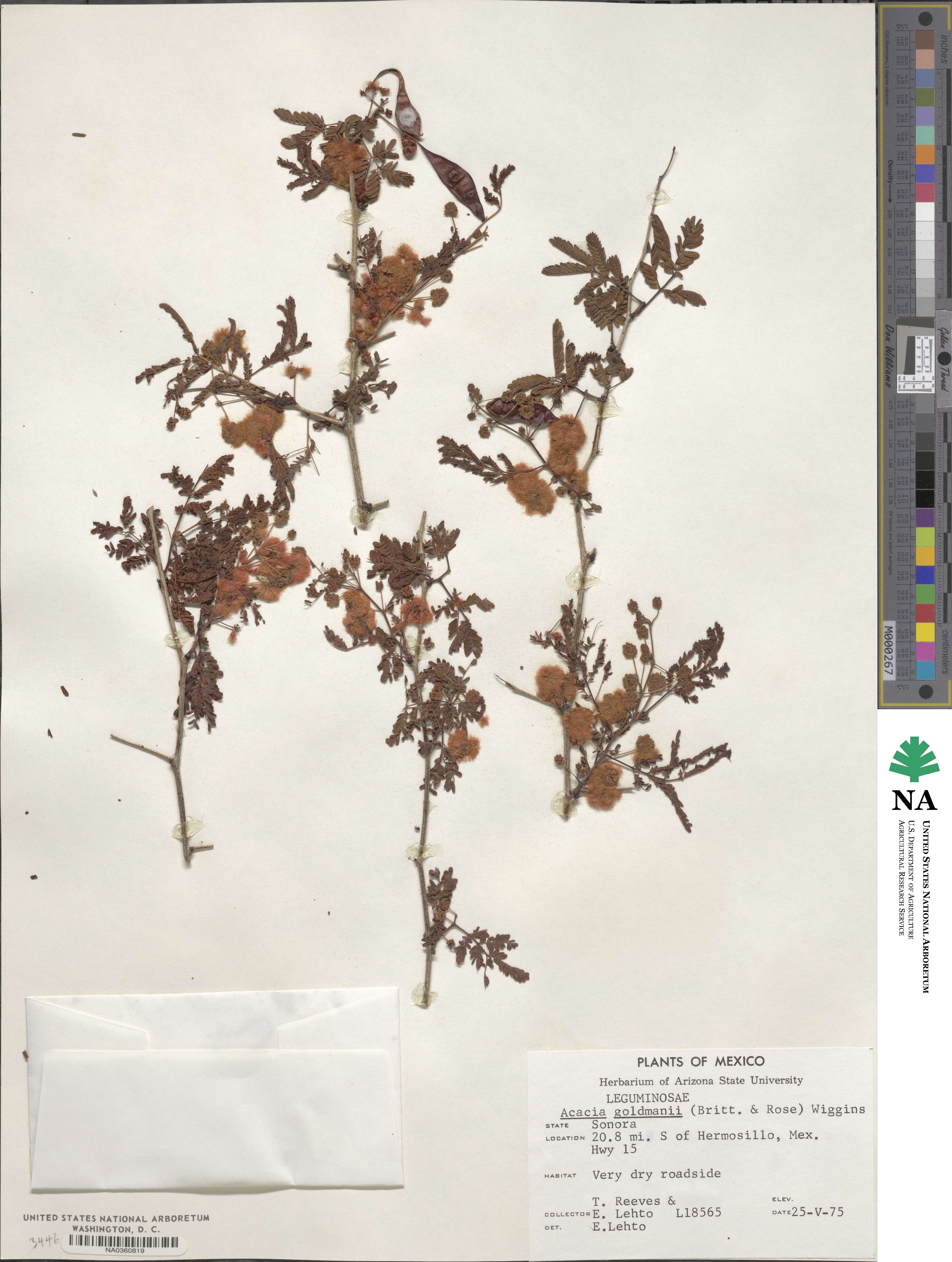 Acaciella goldmanii image