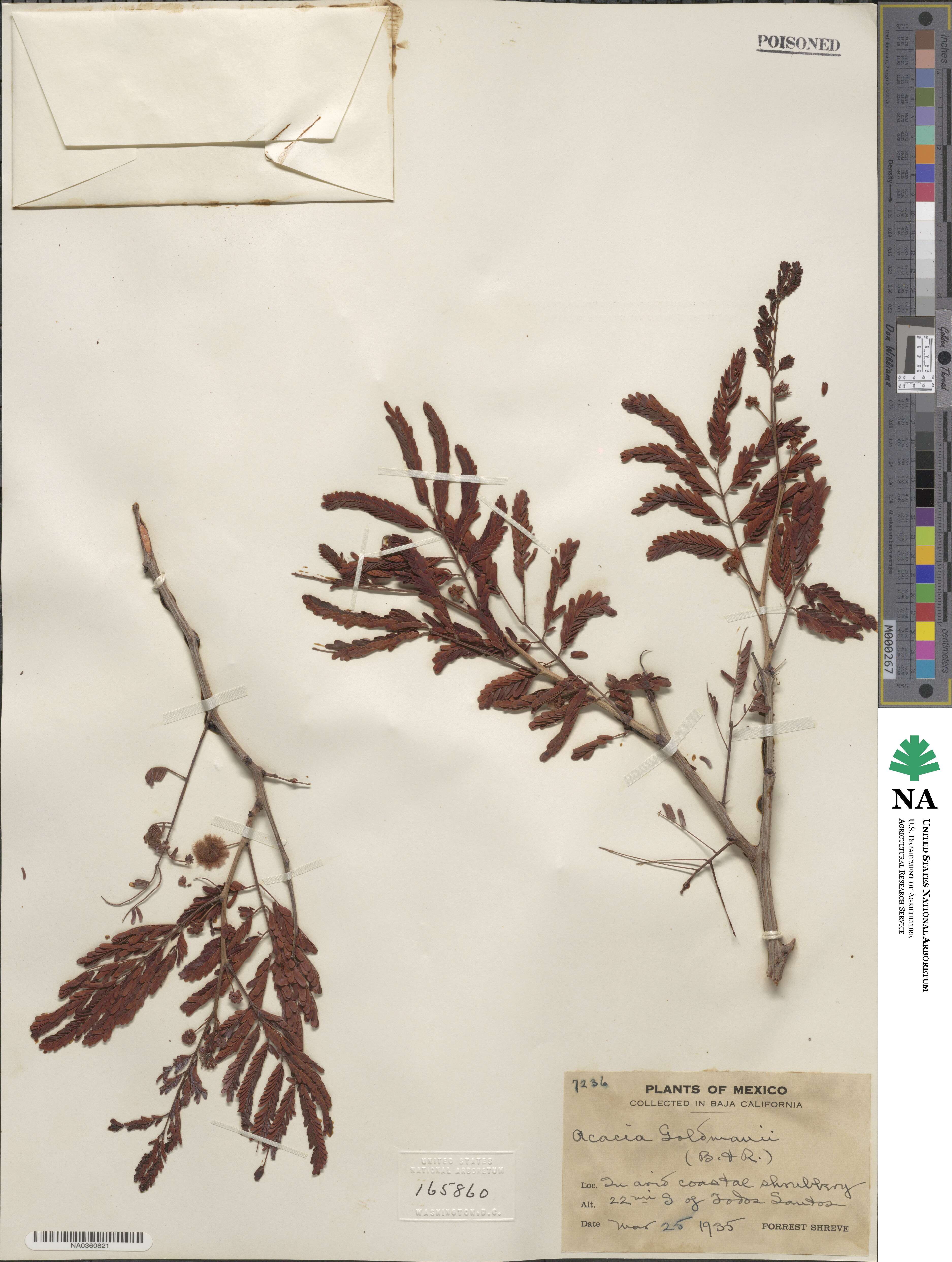 Acaciella goldmanii image