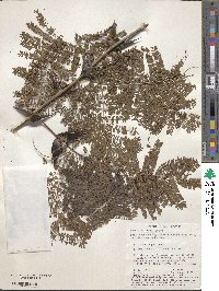 Vachellia hindsii image