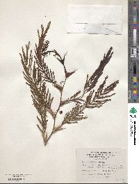 Vachellia hindsii image