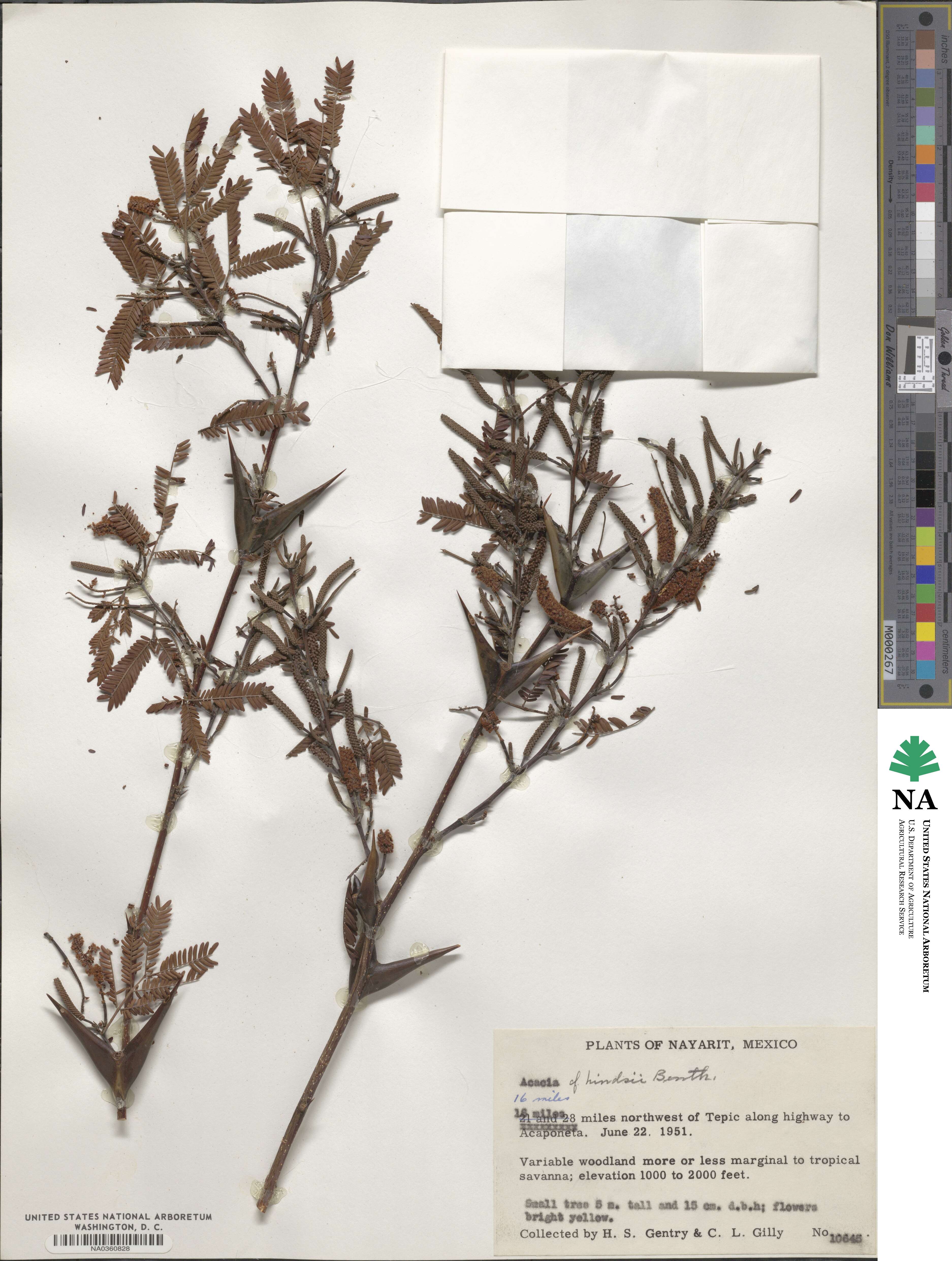 Vachellia hindsii image