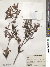 Vachellia hindsii image