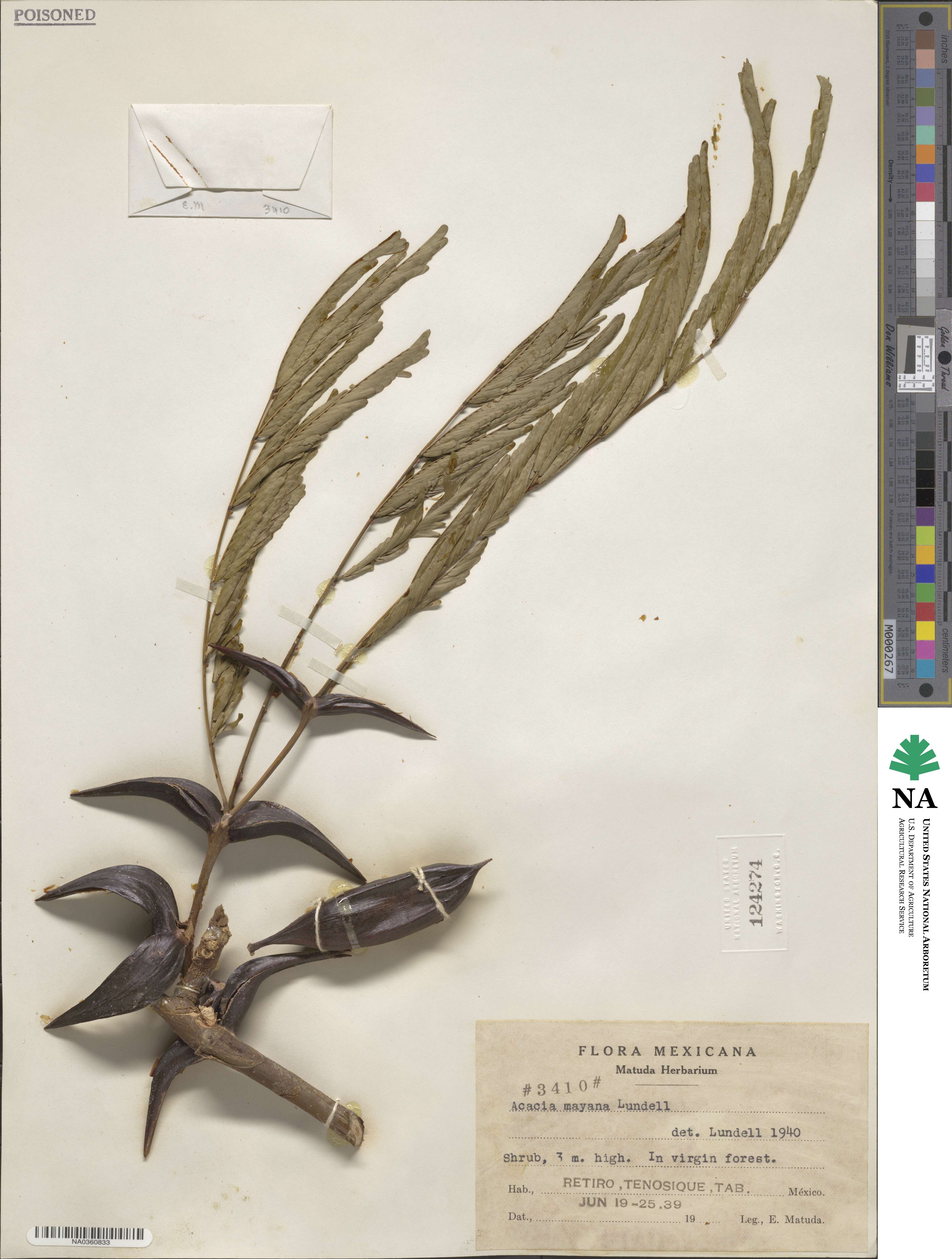 Vachellia mayana image
