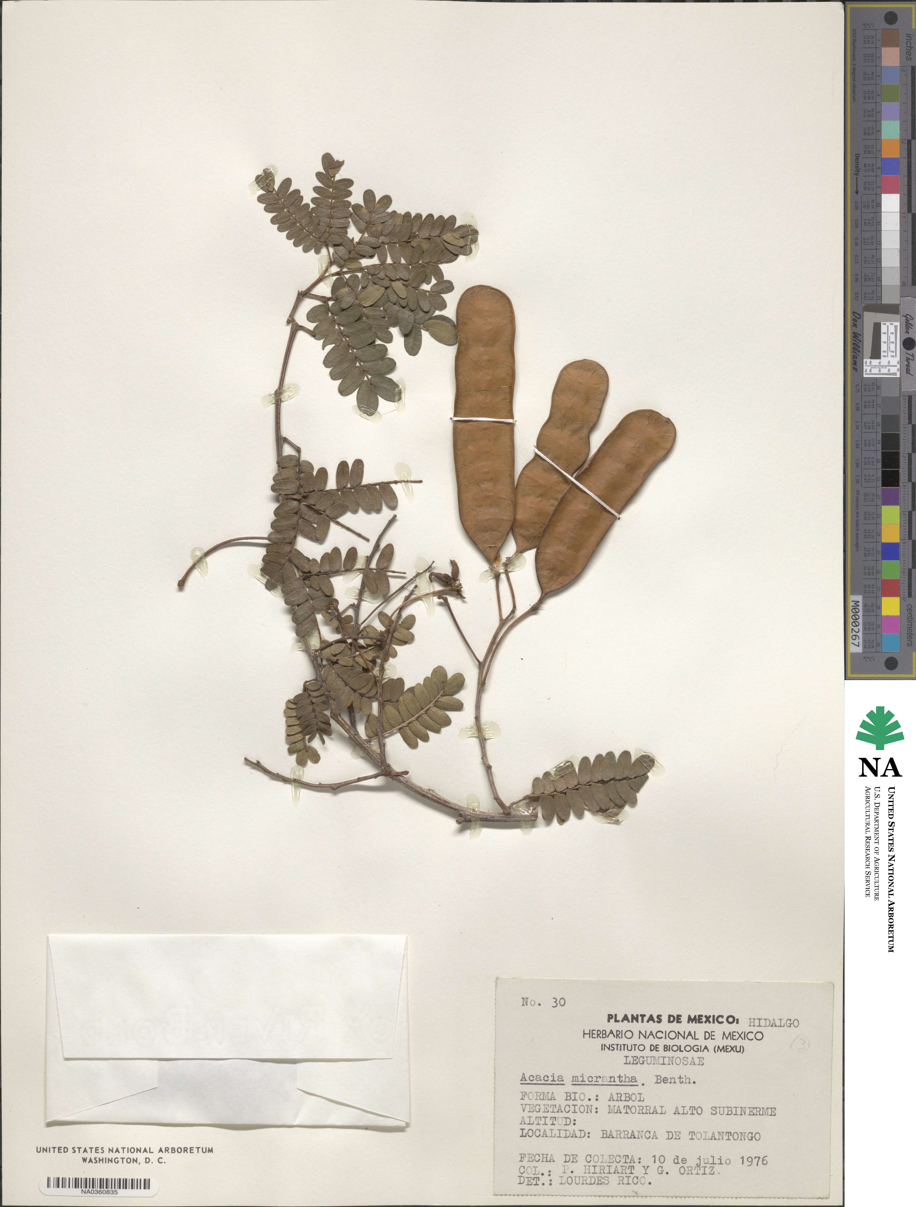 Acacia micrantha image