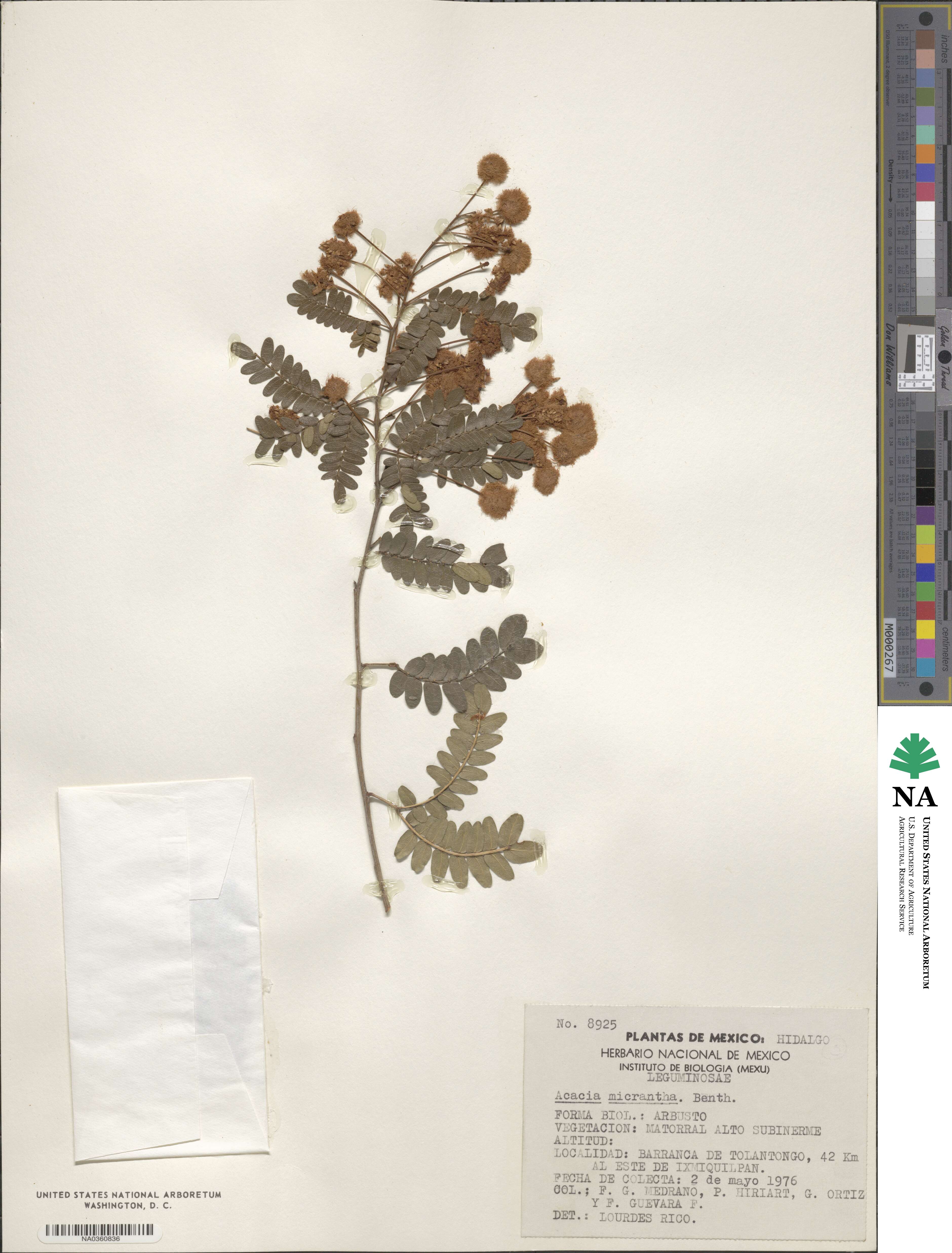 Acacia micrantha image