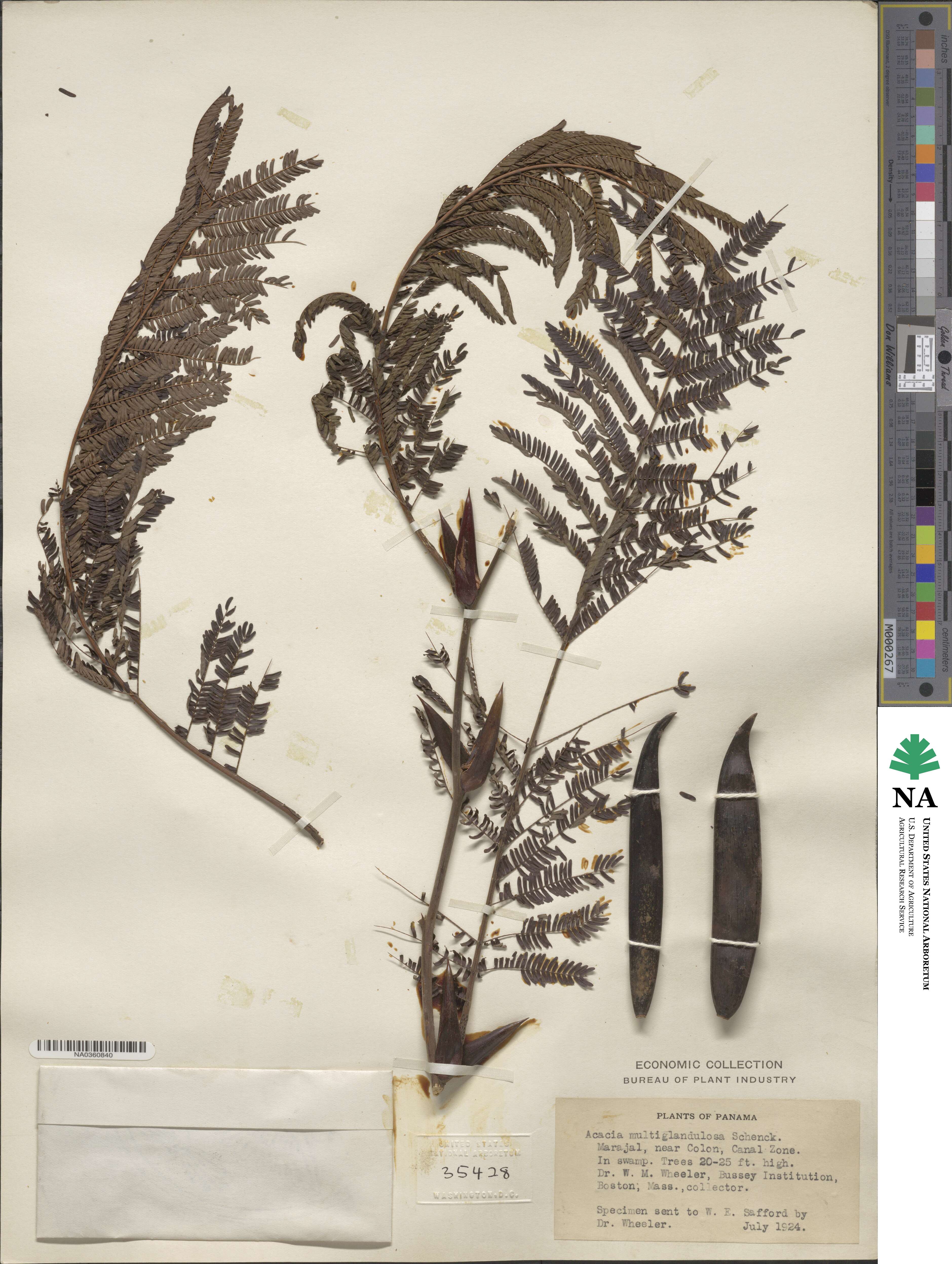 Vachellia melanoceras image