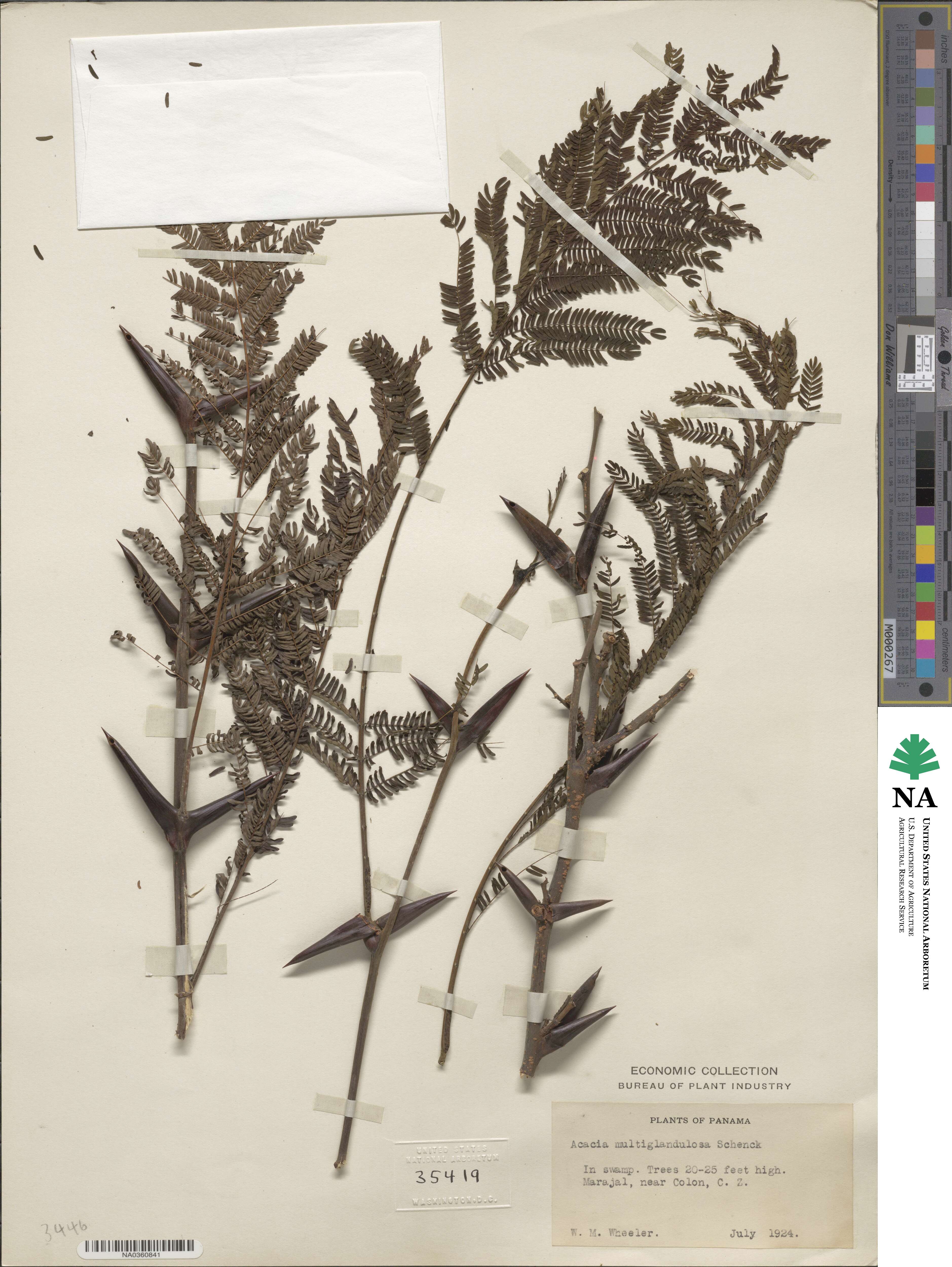 Vachellia melanoceras image