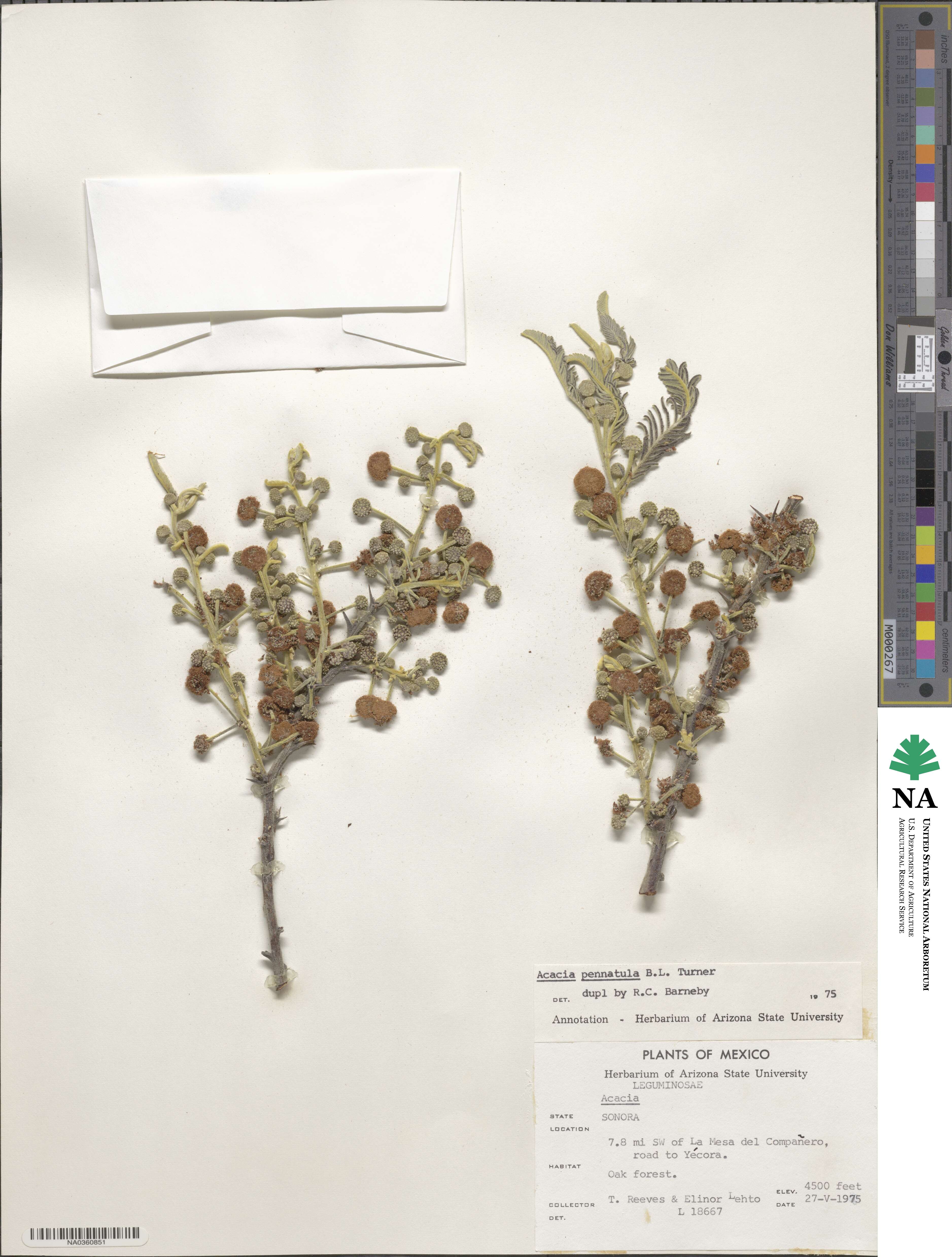 Vachellia pennatula image