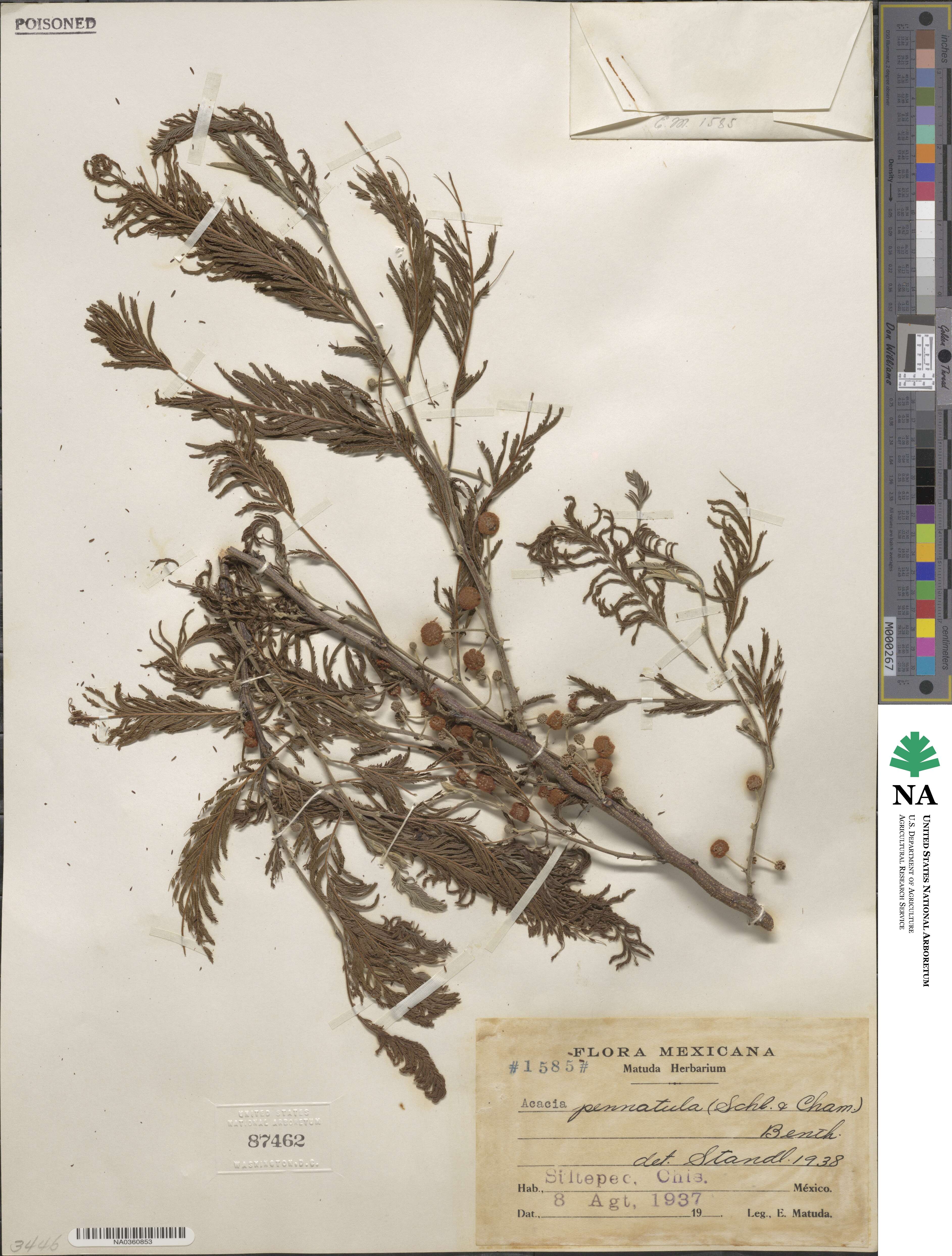 Vachellia pennatula image