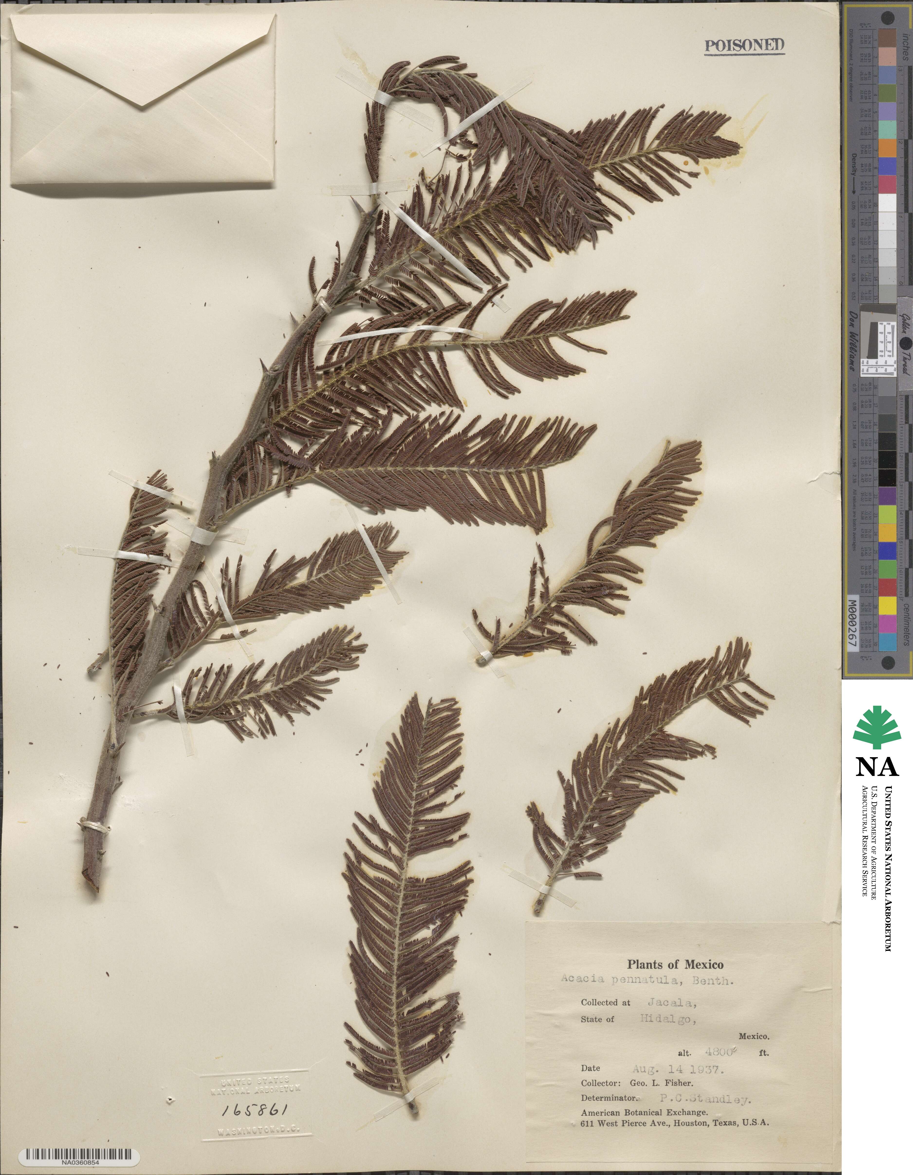 Vachellia pennatula image