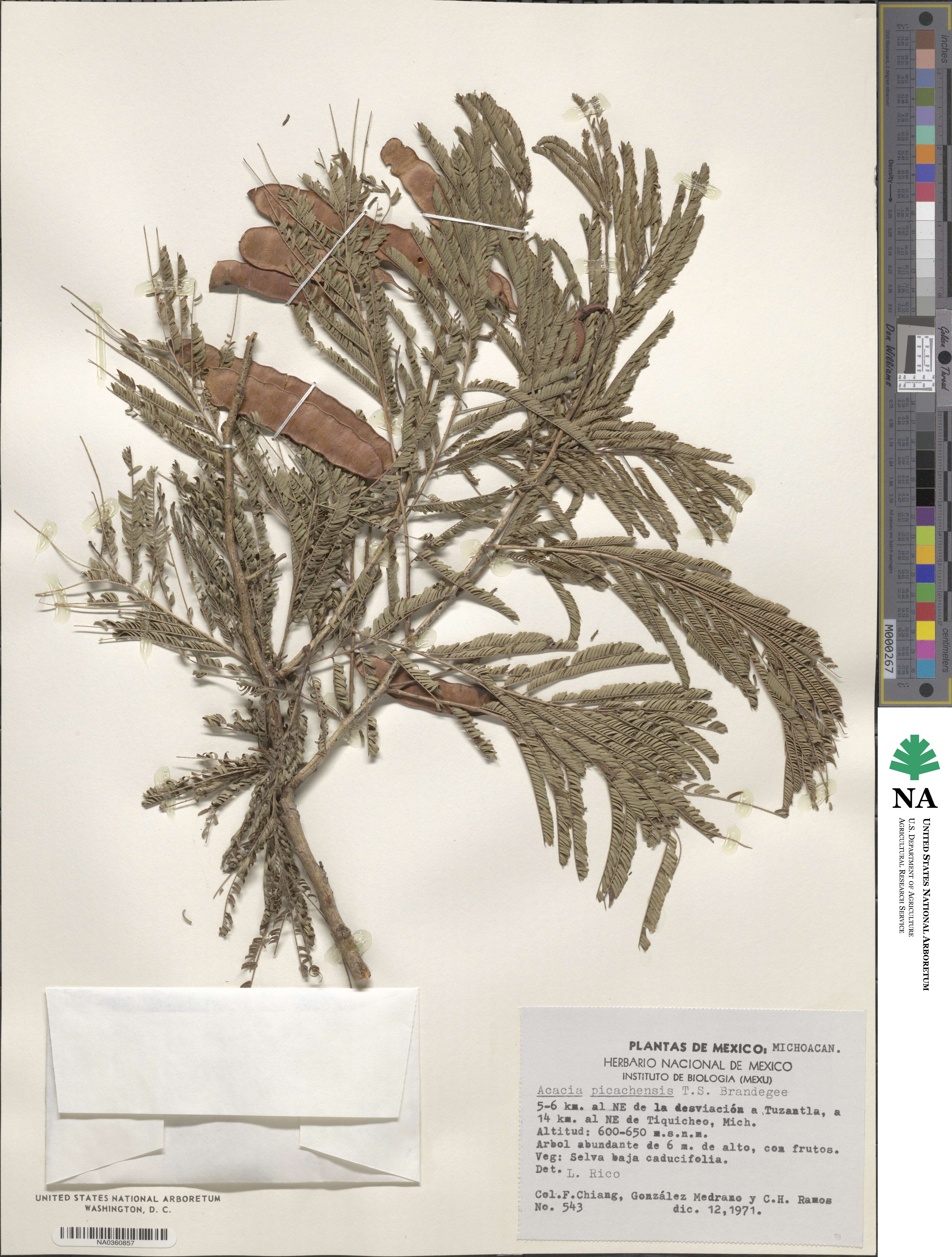 Senegalia picachensis image