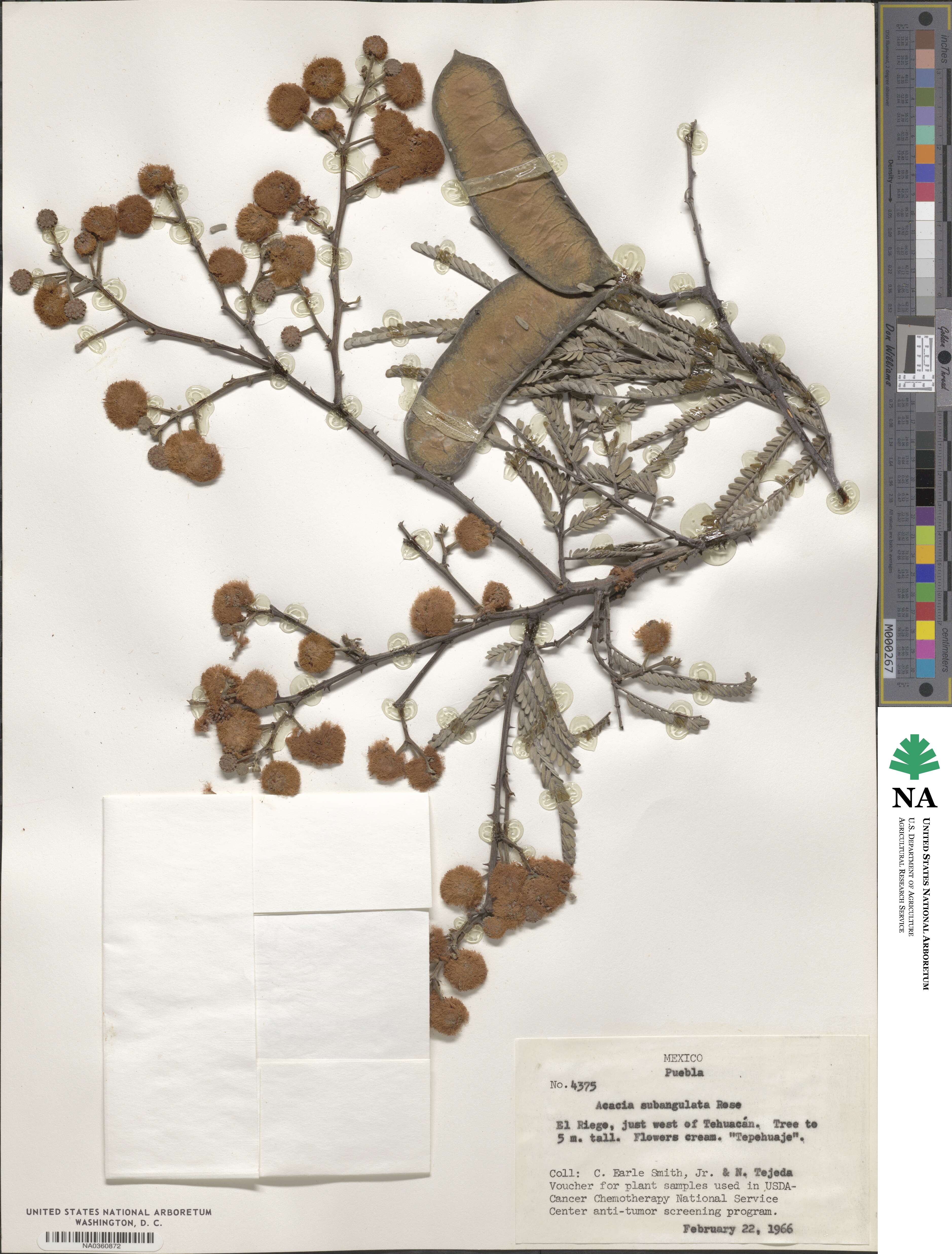 Senegalia subangulata image