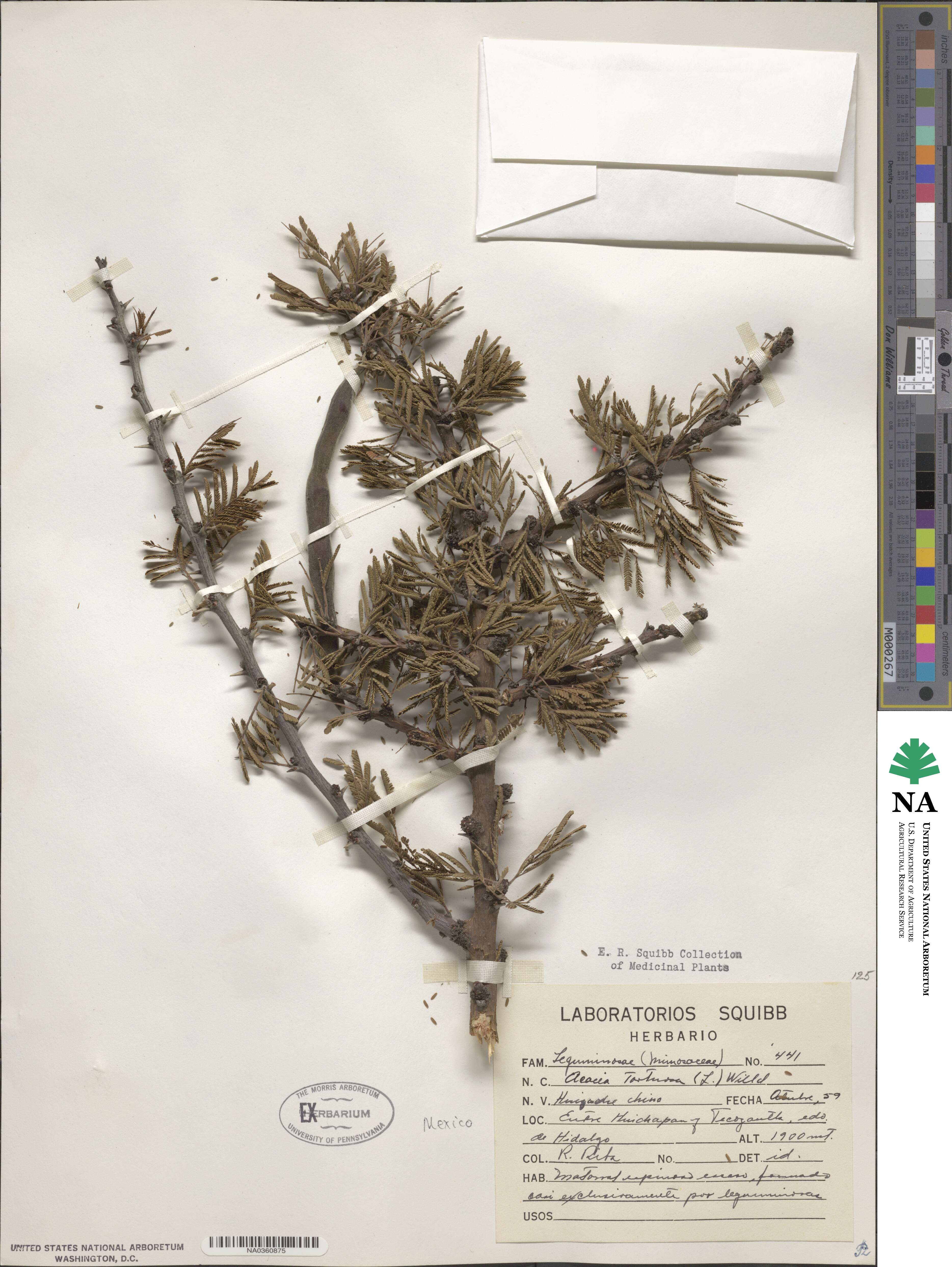 Acacia tortuosa image