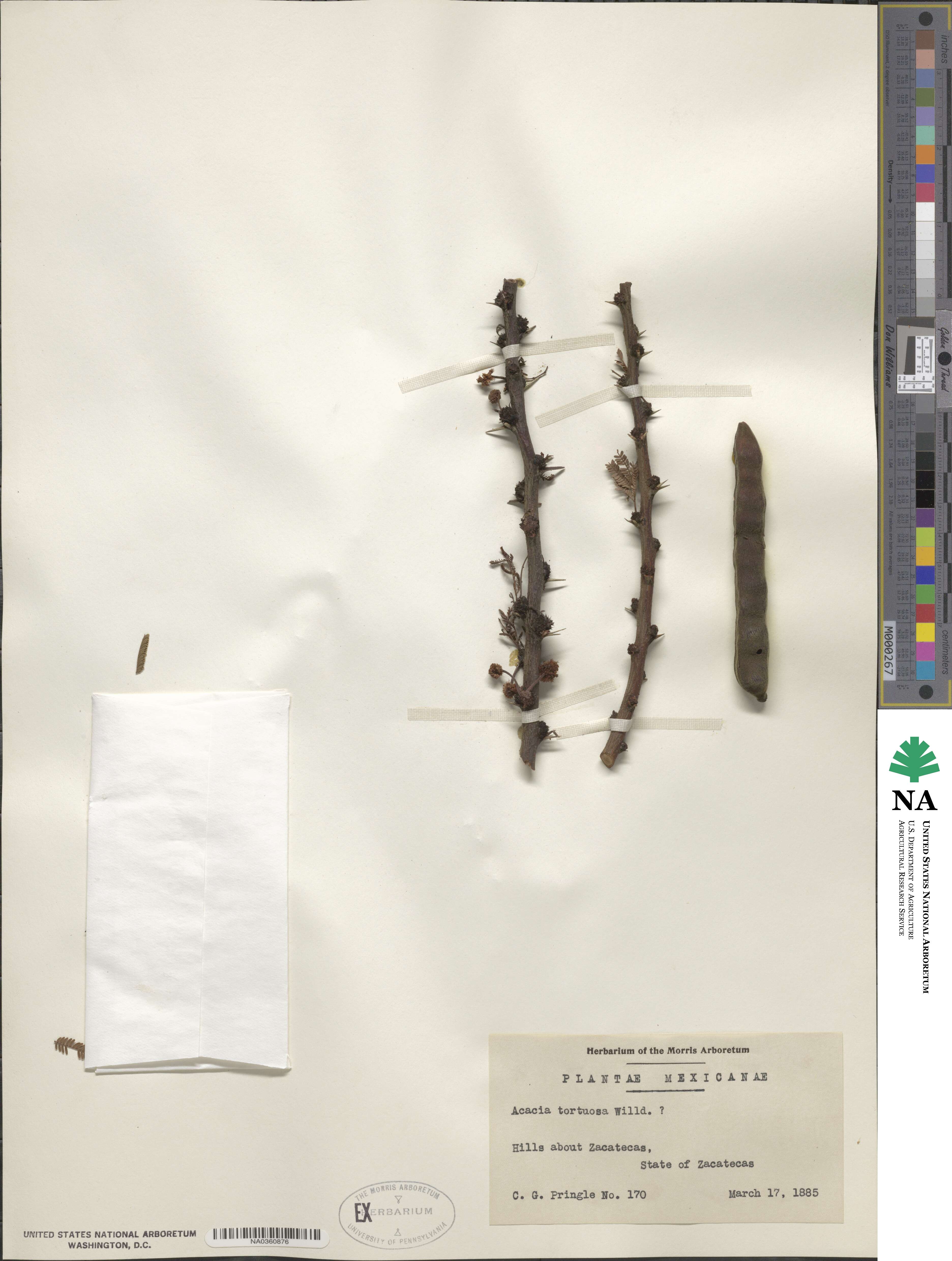 Acacia tortuosa image