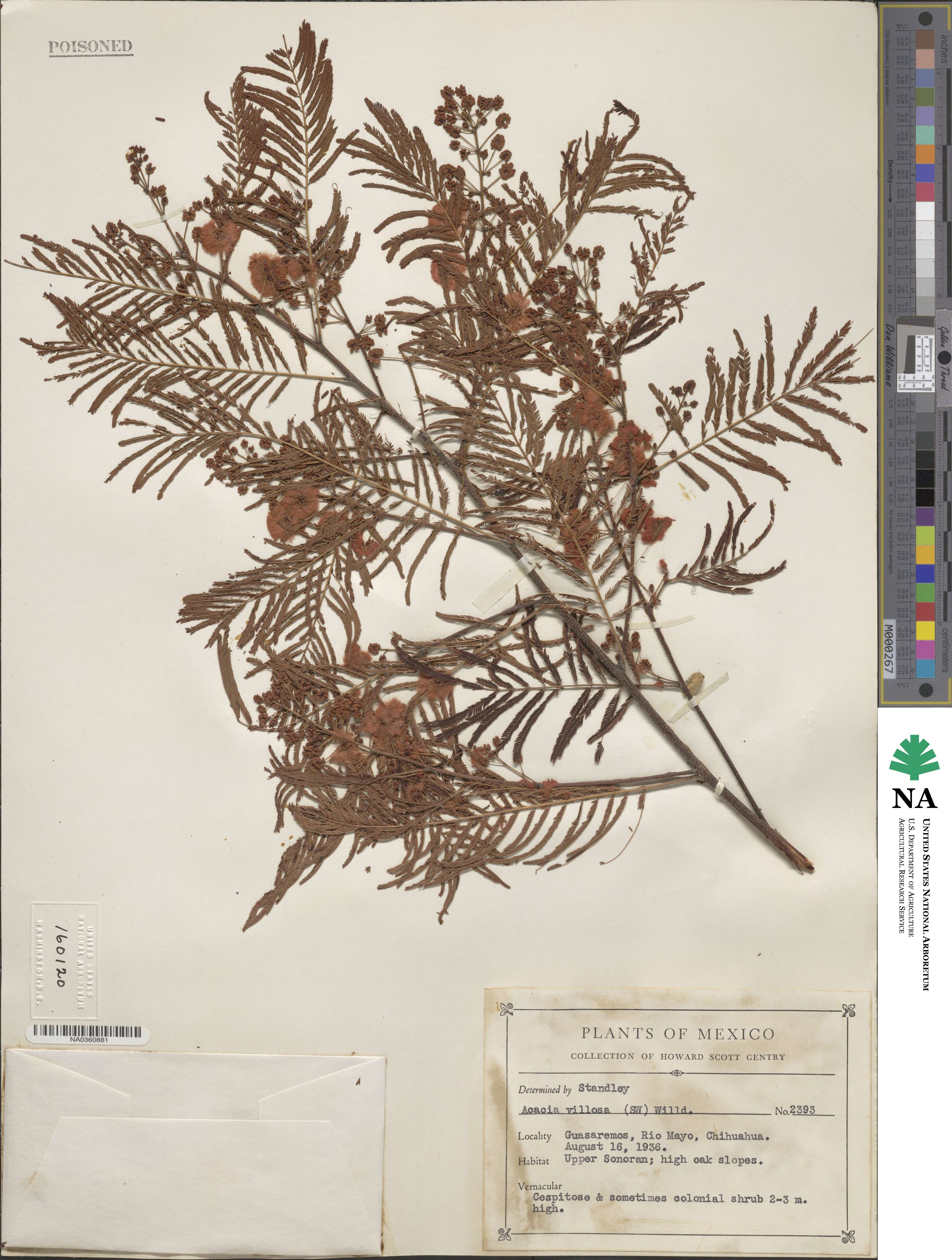 Mariosousa millefolia image