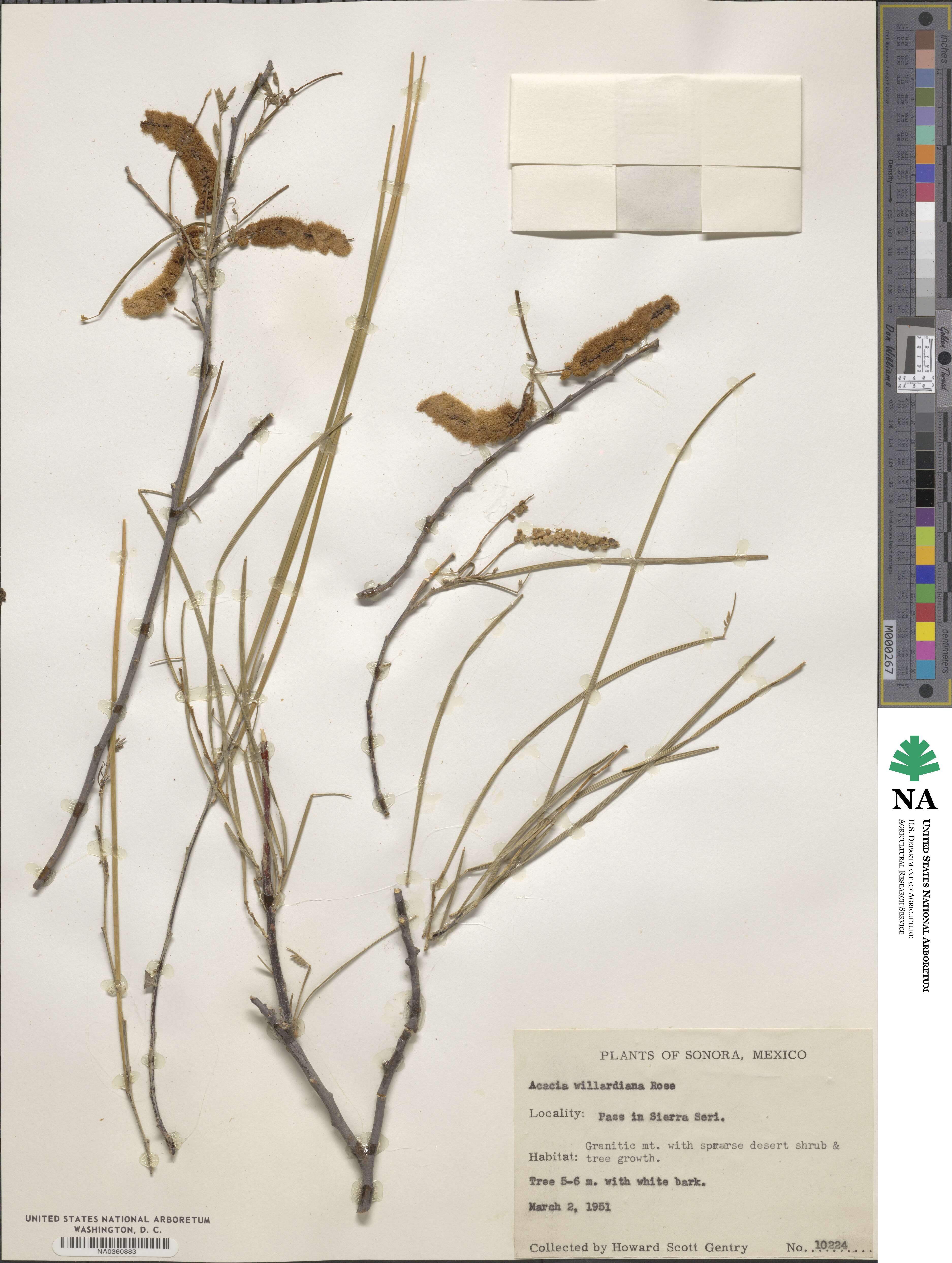 Mariosousa heterophylla image
