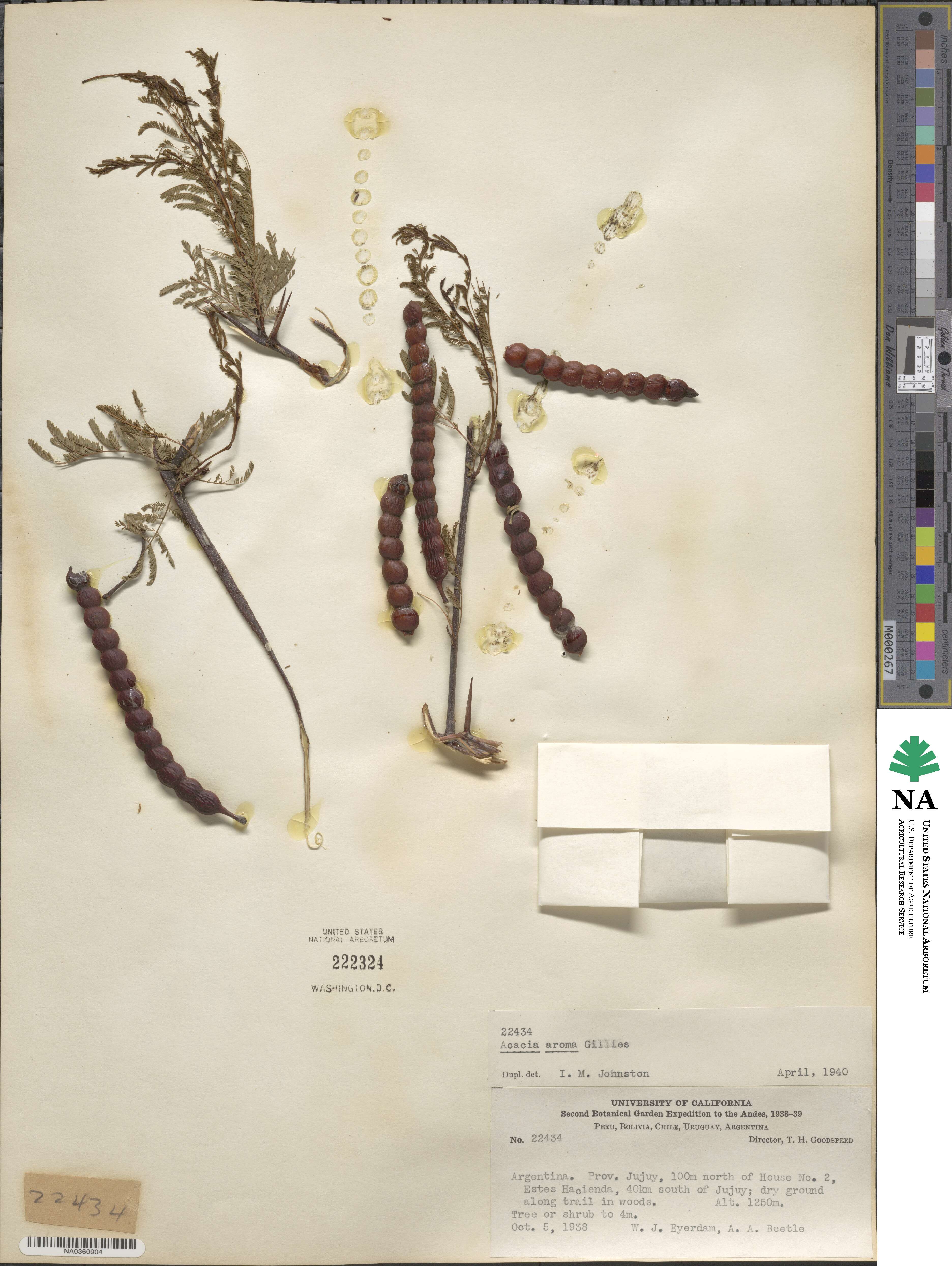 Vachellia aroma image