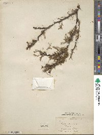 Vachellia caven image