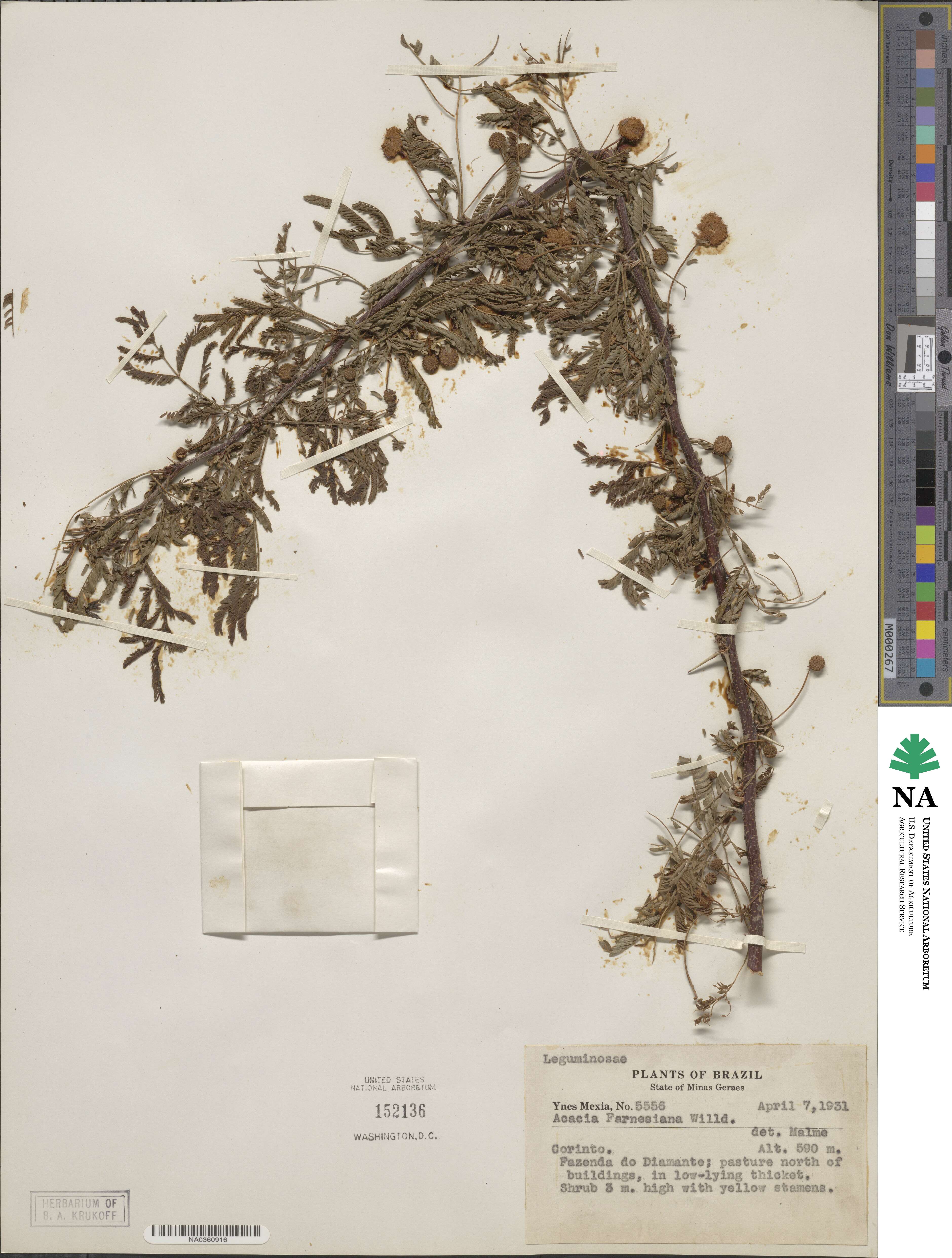 Vachellia farnesiana image