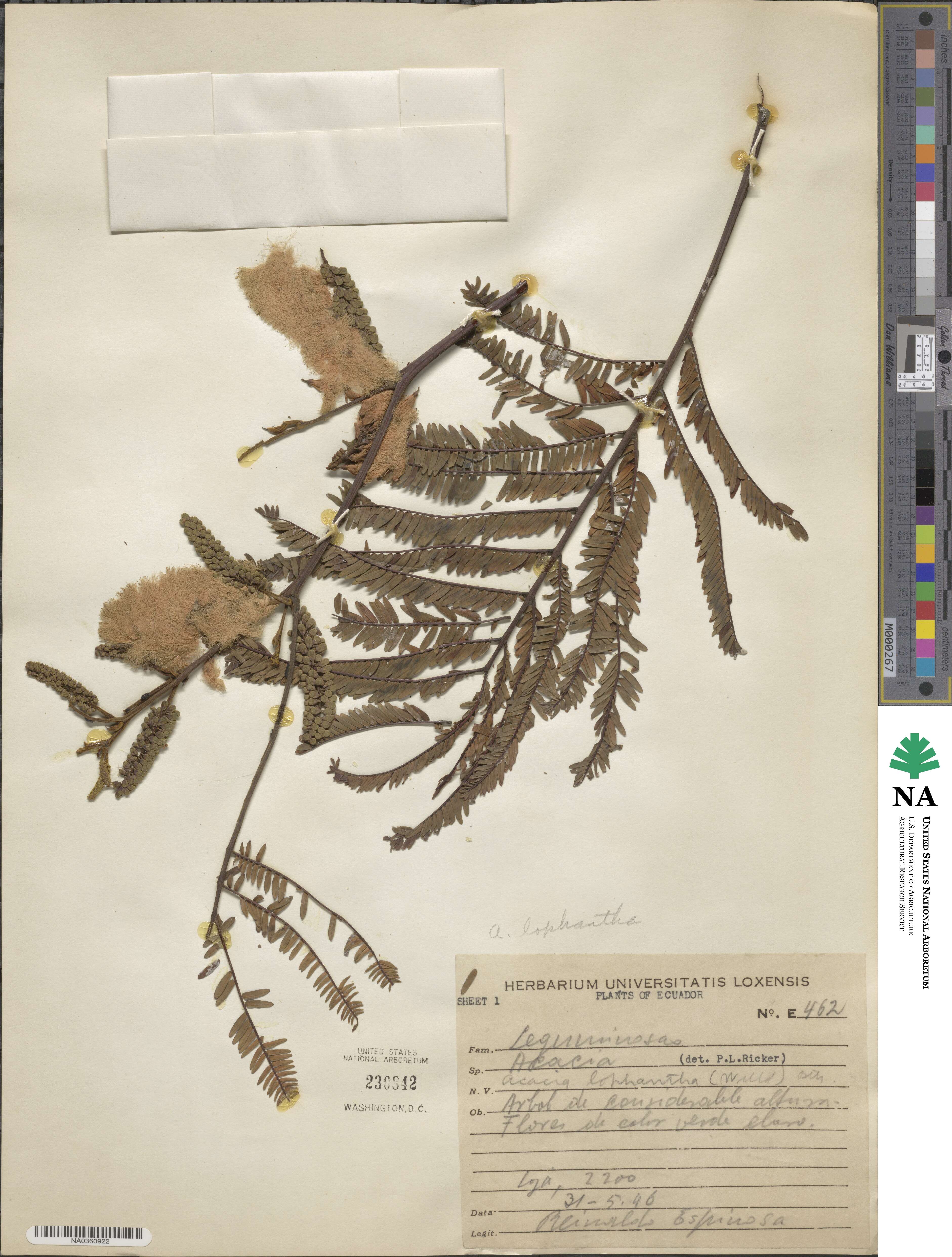 Paraserianthes lophantha image
