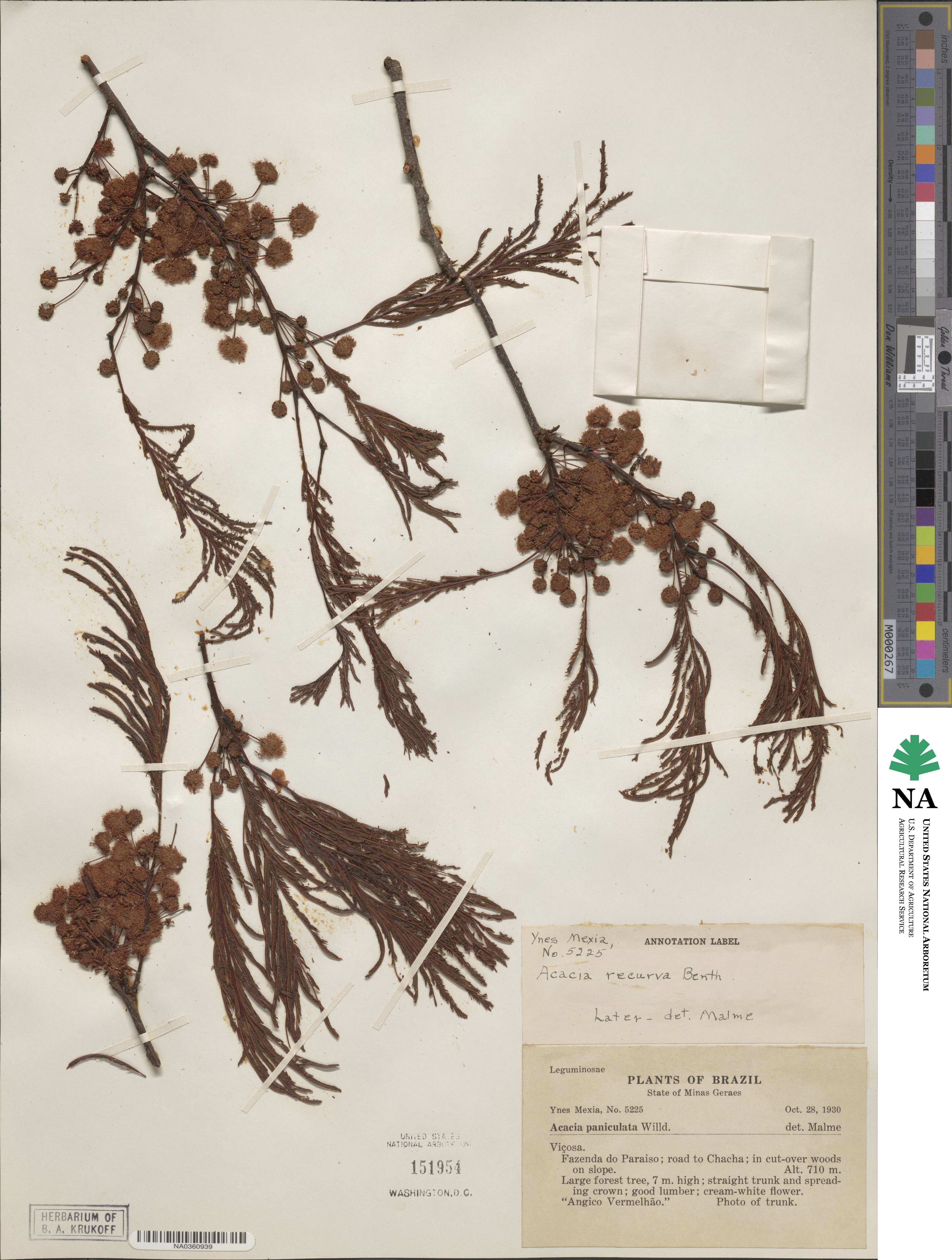 Senegalia recurva image