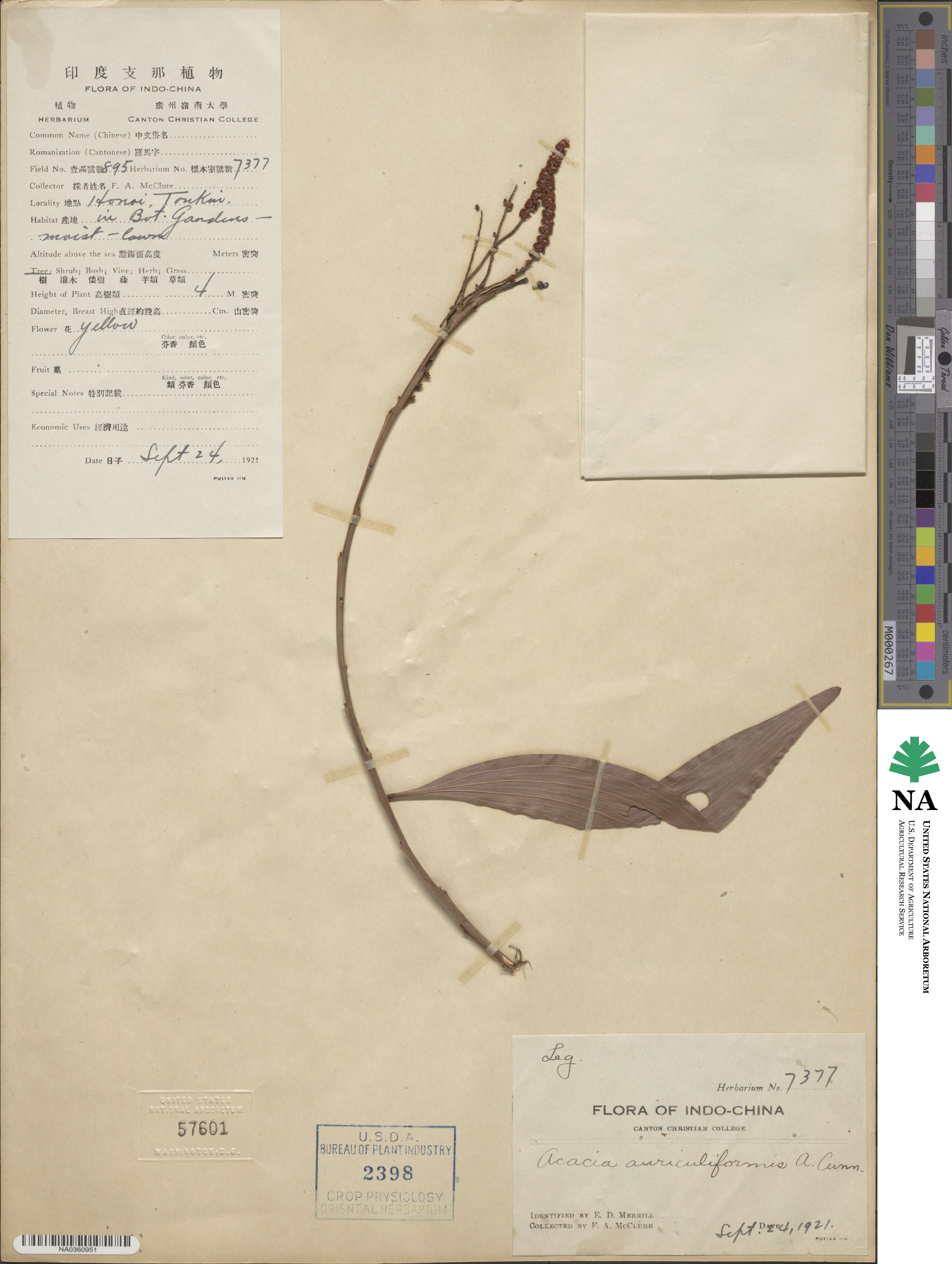 Acacia auriculiformis image