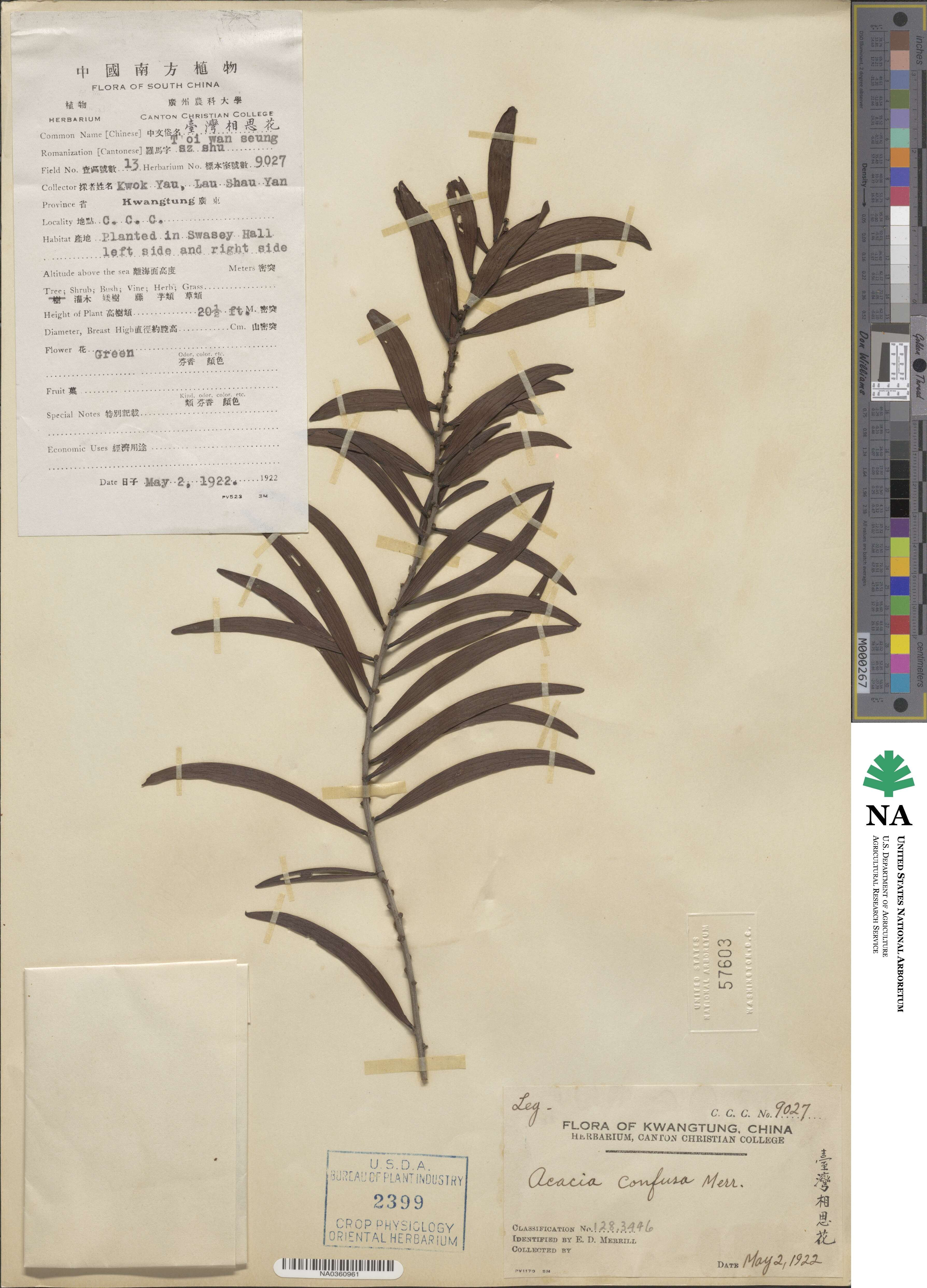 Acacia confusa image